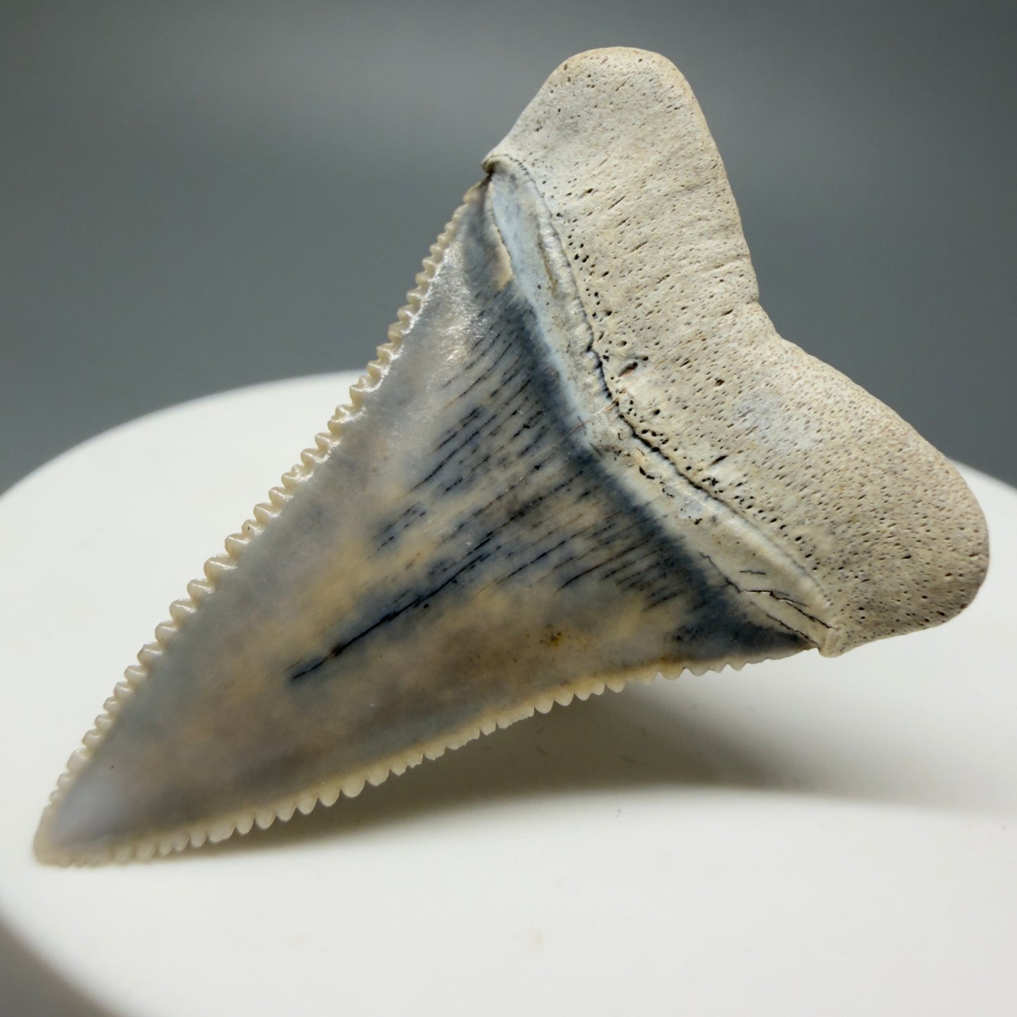Back Right View Stunning, high quality 1.45" long Fossil Great White Tooth from the deserts of Peru GW1233
