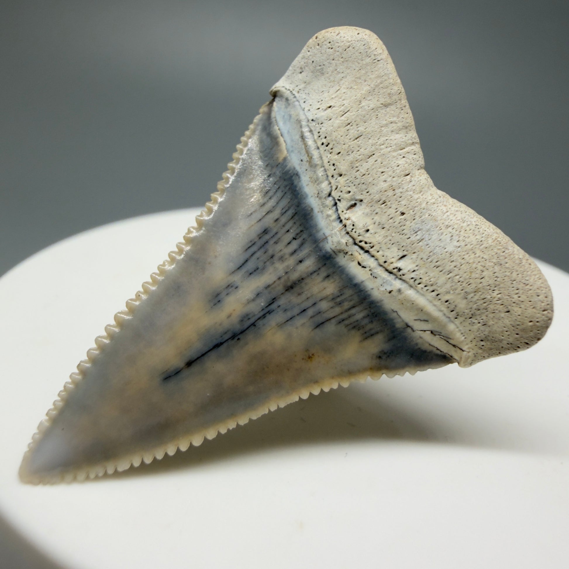 Back Right View Stunning, high quality 1.45" long Fossil Great White Tooth from the deserts of Peru GW1233