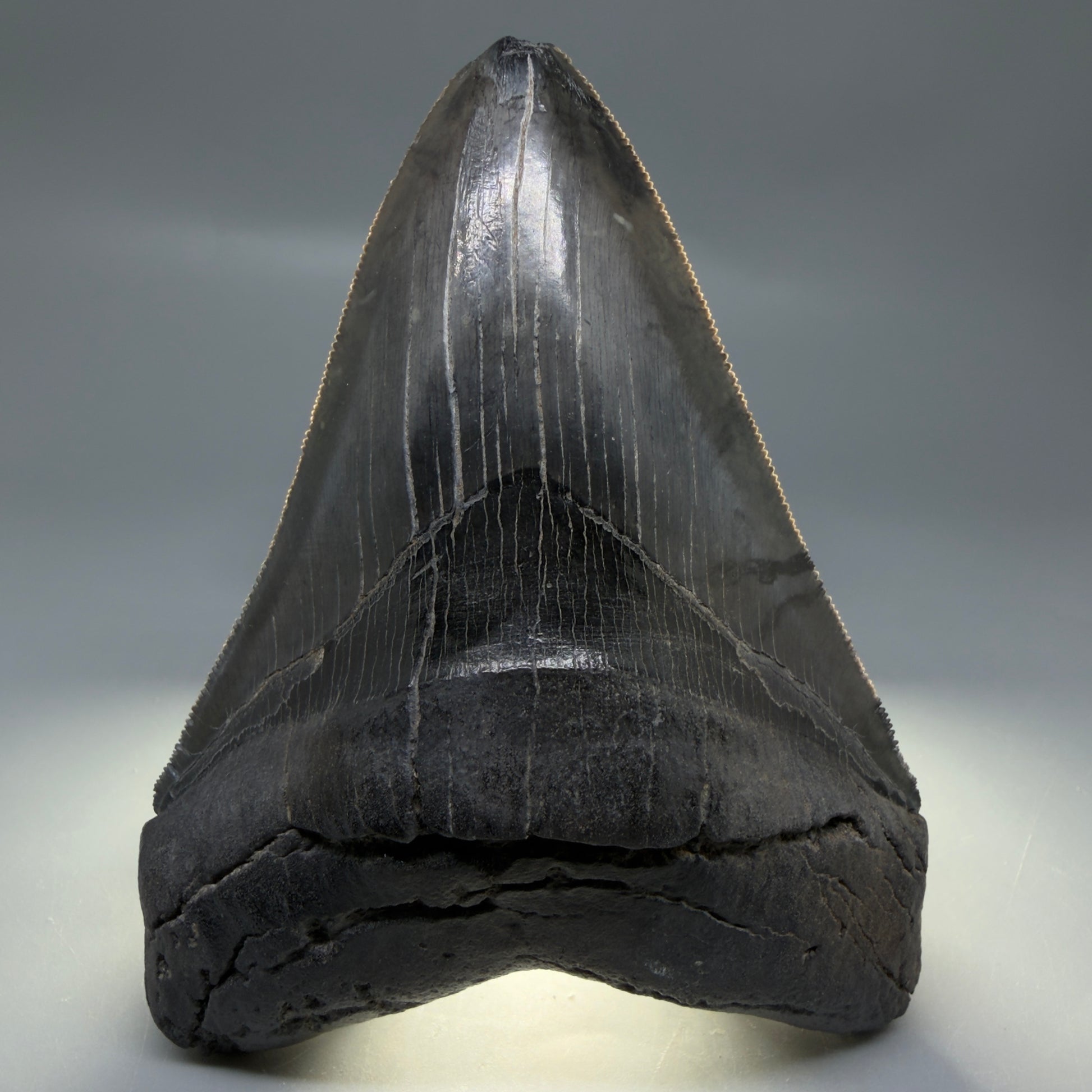 Front View Authentic Serrated 4.88" Megalodon Tooth from South Carolina – Great Shape CM6336 - 3