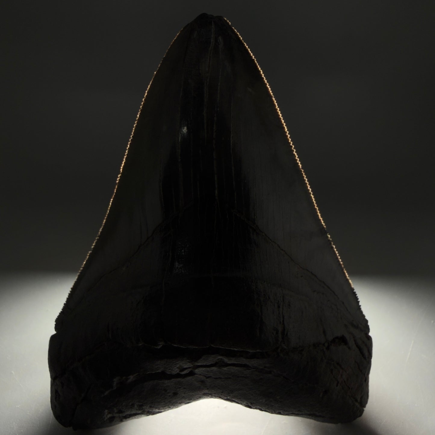 Front View Authentic Serrated 4.88" Megalodon Tooth from South Carolina – Great Shape CM6336 - 1
