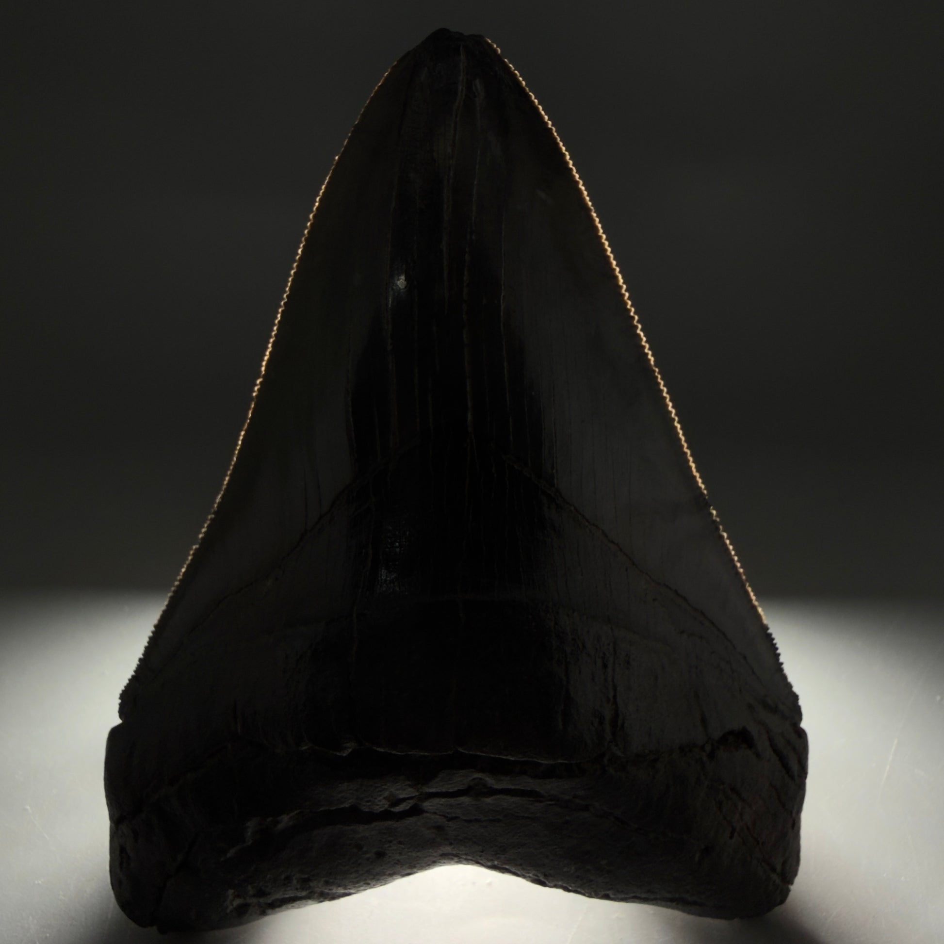 Front View Authentic Serrated 4.88" Megalodon Tooth from South Carolina – Great Shape CM6336 - 1