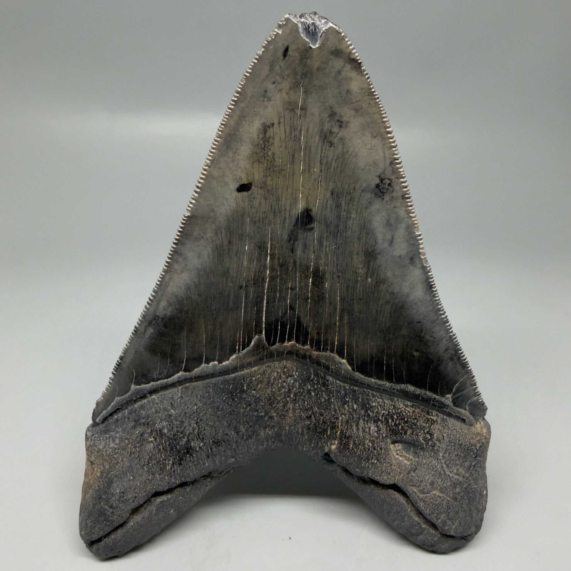 Back View Authentic Serrated 4.88" Megalodon Tooth from South Carolina – Great Shape CM6336
