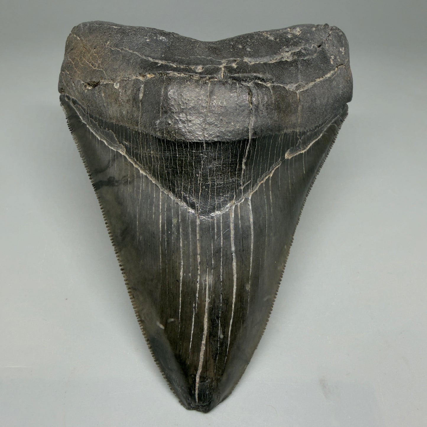 Front View Authentic Serrated 4.88" Megalodon Tooth from South Carolina – Great Shape CM6336 - 2
