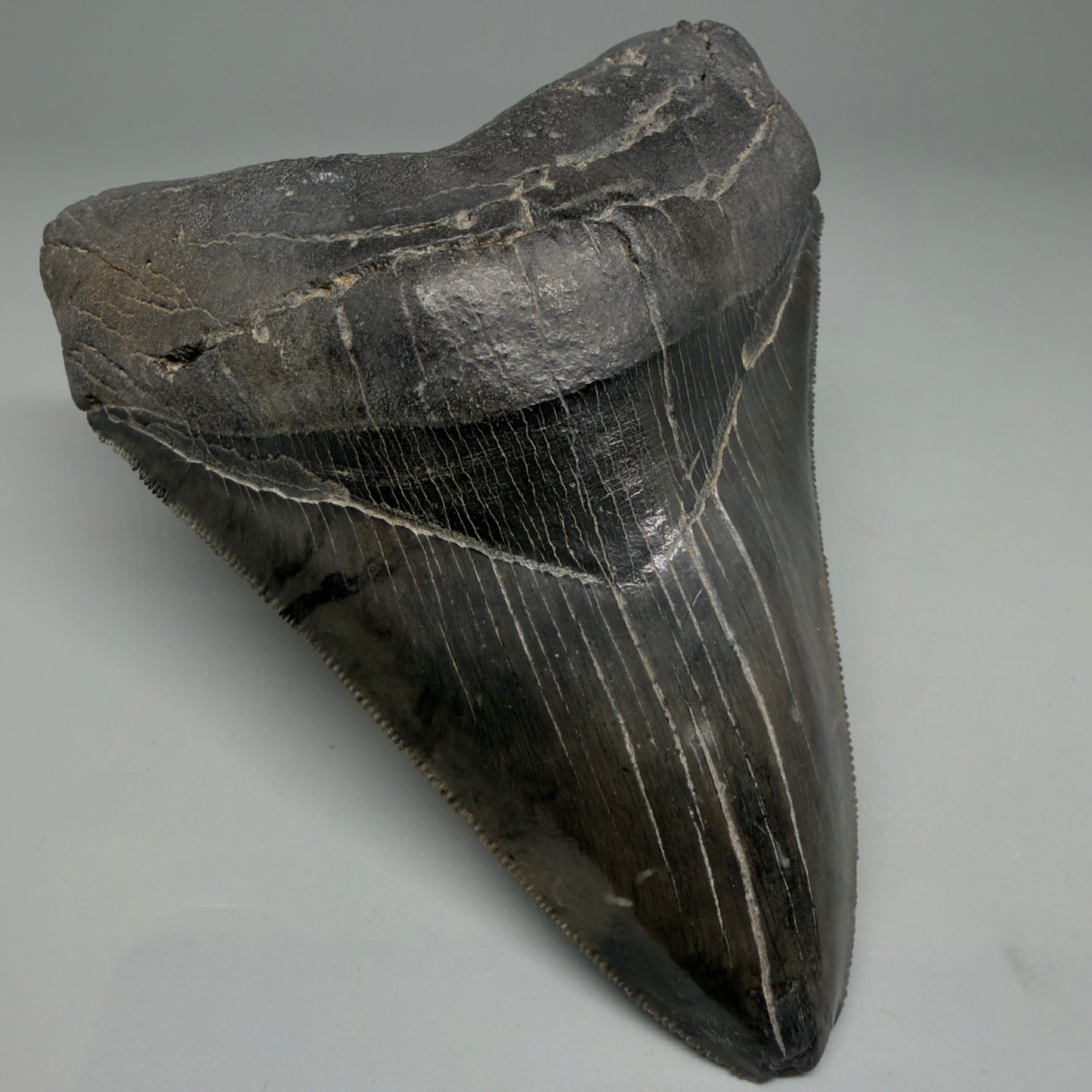 Front Left View Authentic Serrated 4.88" Megalodon Tooth from South Carolina – Great Shape CM6336