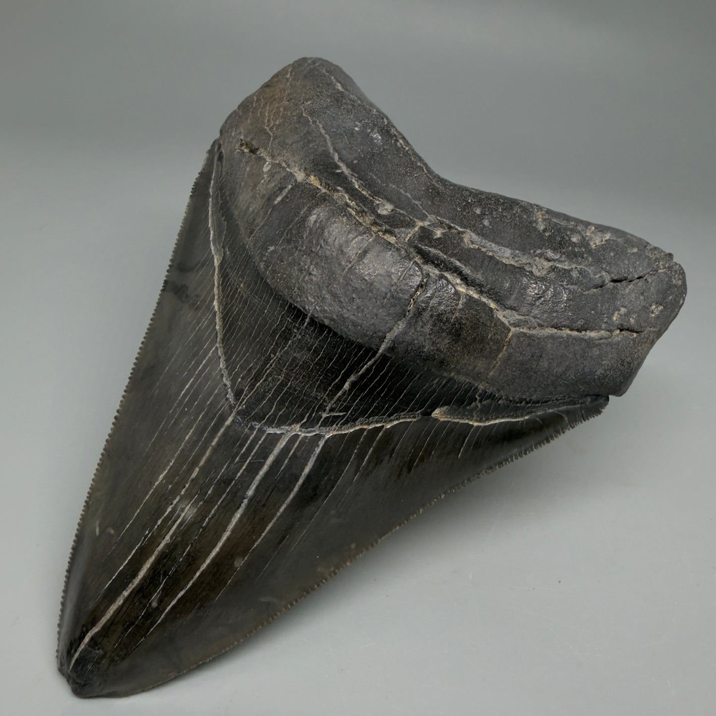 Front Right View Authentic Serrated 4.88" Megalodon Tooth from South Carolina – Great Shape CM6336