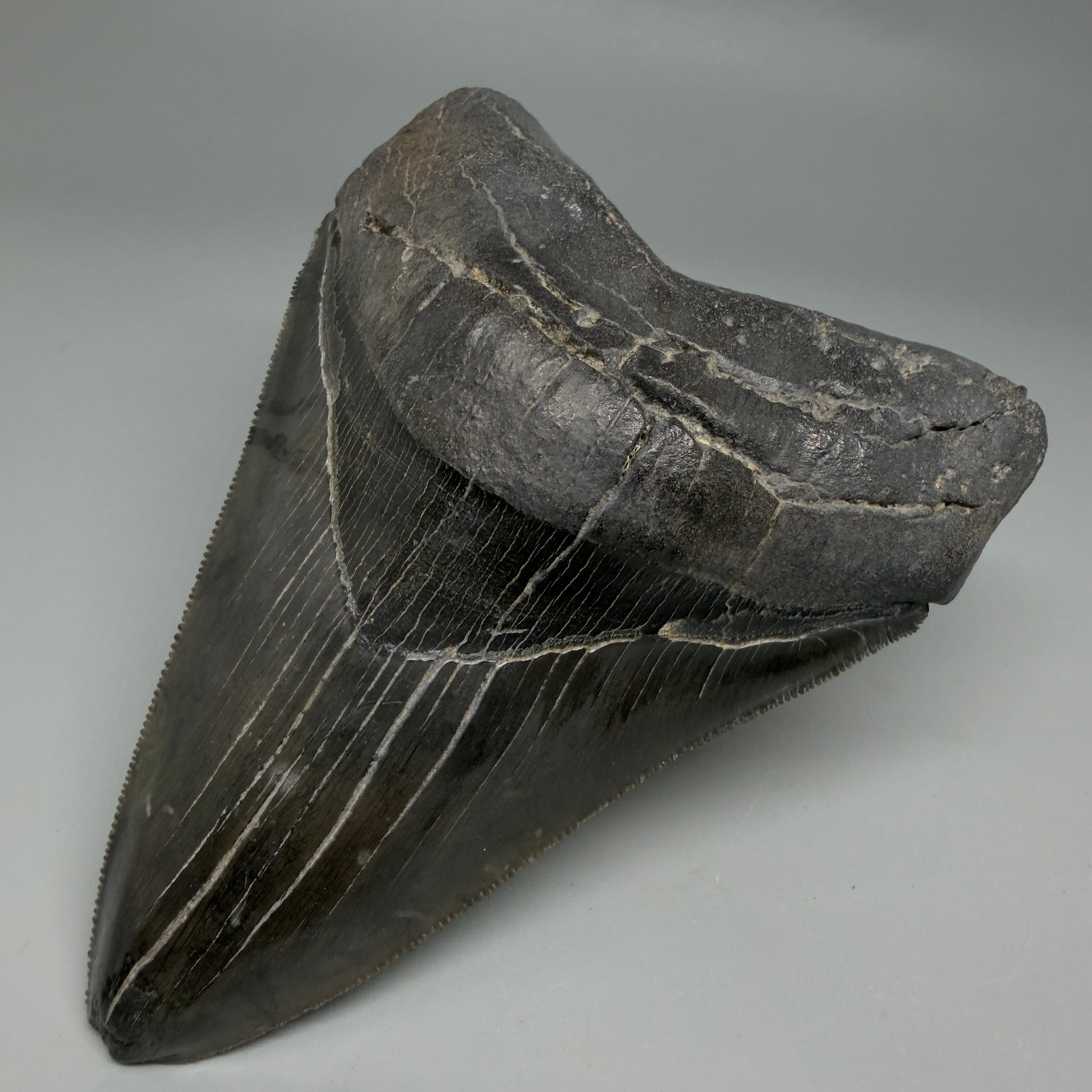 Front Right View Authentic Serrated 4.88" Megalodon Tooth from South Carolina – Great Shape CM6336