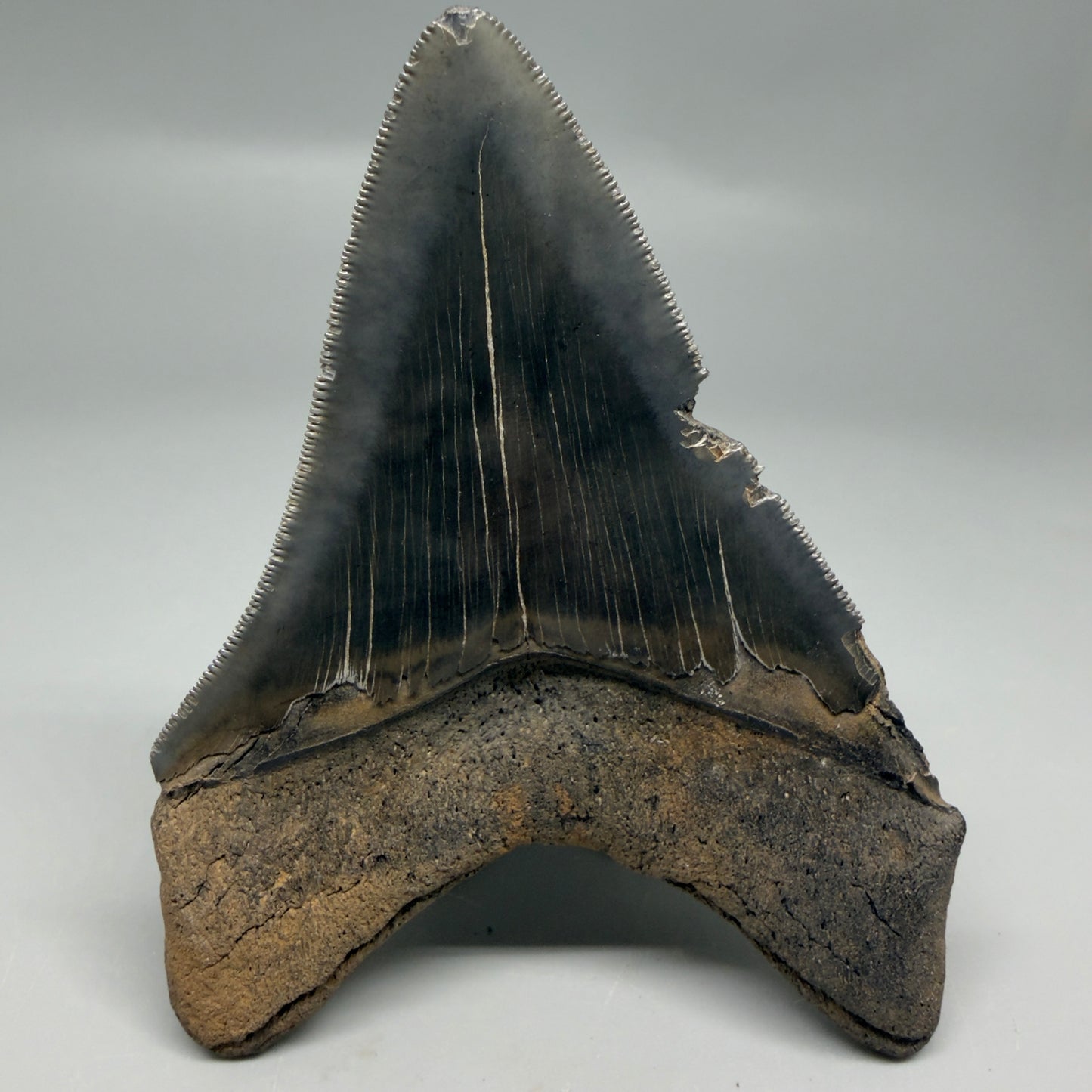 Back View Authentic Serrated 4.14" Megalodon Tooth from South Carolina – Great Shape CM6330