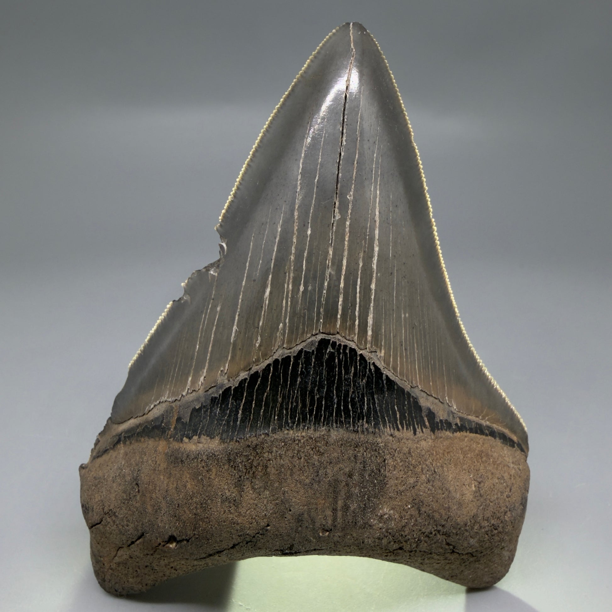 Front View Authentic Serrated 4.14" Megalodon Tooth from South Carolina – Great Shape CM6330 - 2