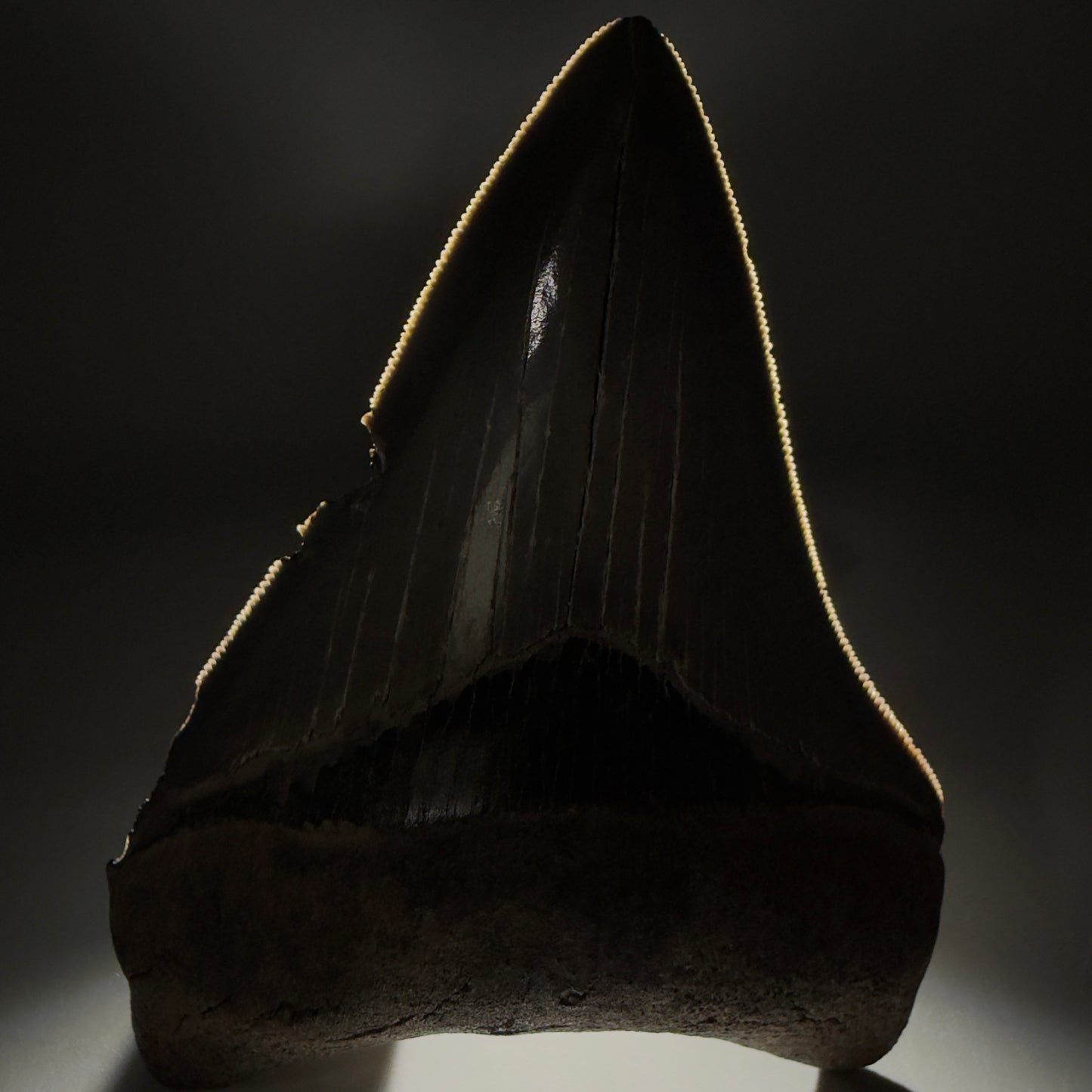 Front View Authentic Serrated 4.14" Megalodon Tooth from South Carolina – Great Shape CM6330 - 1