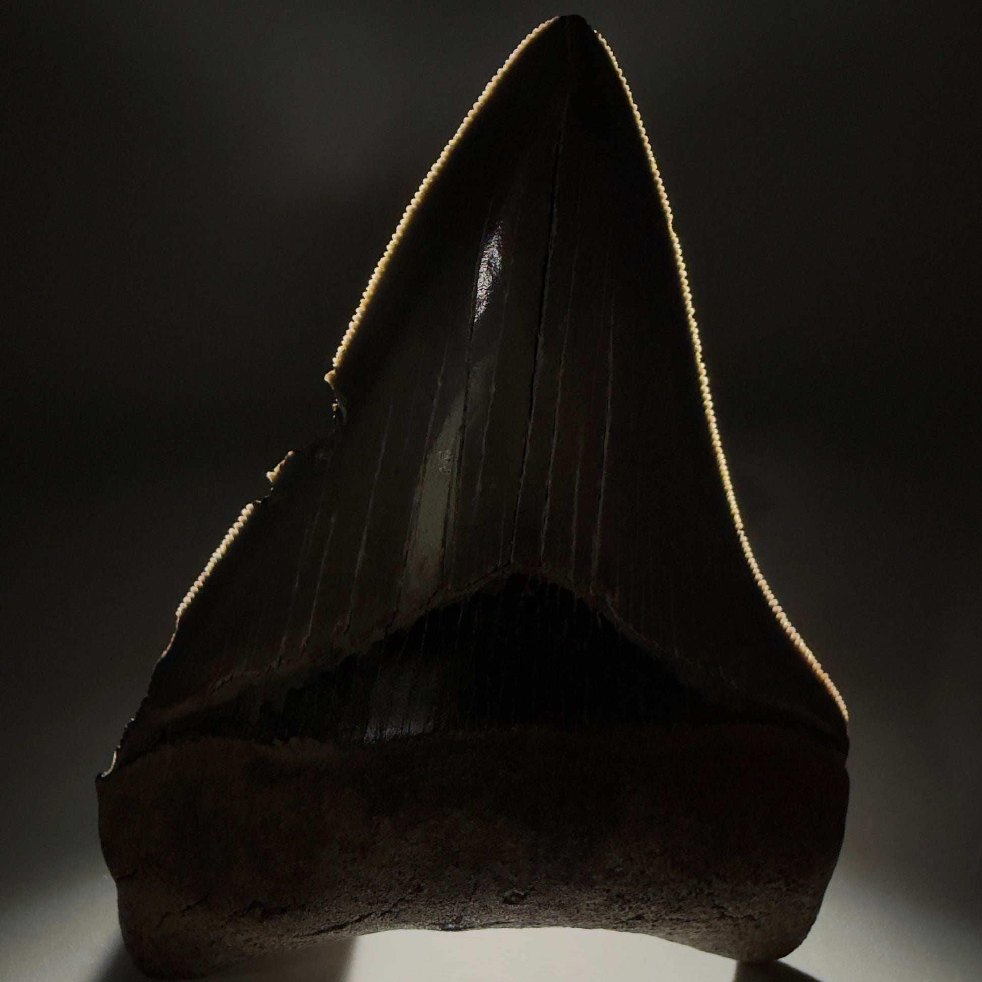 Front View Authentic Serrated 4.14" Megalodon Tooth from South Carolina – Great Shape CM6330 - 1