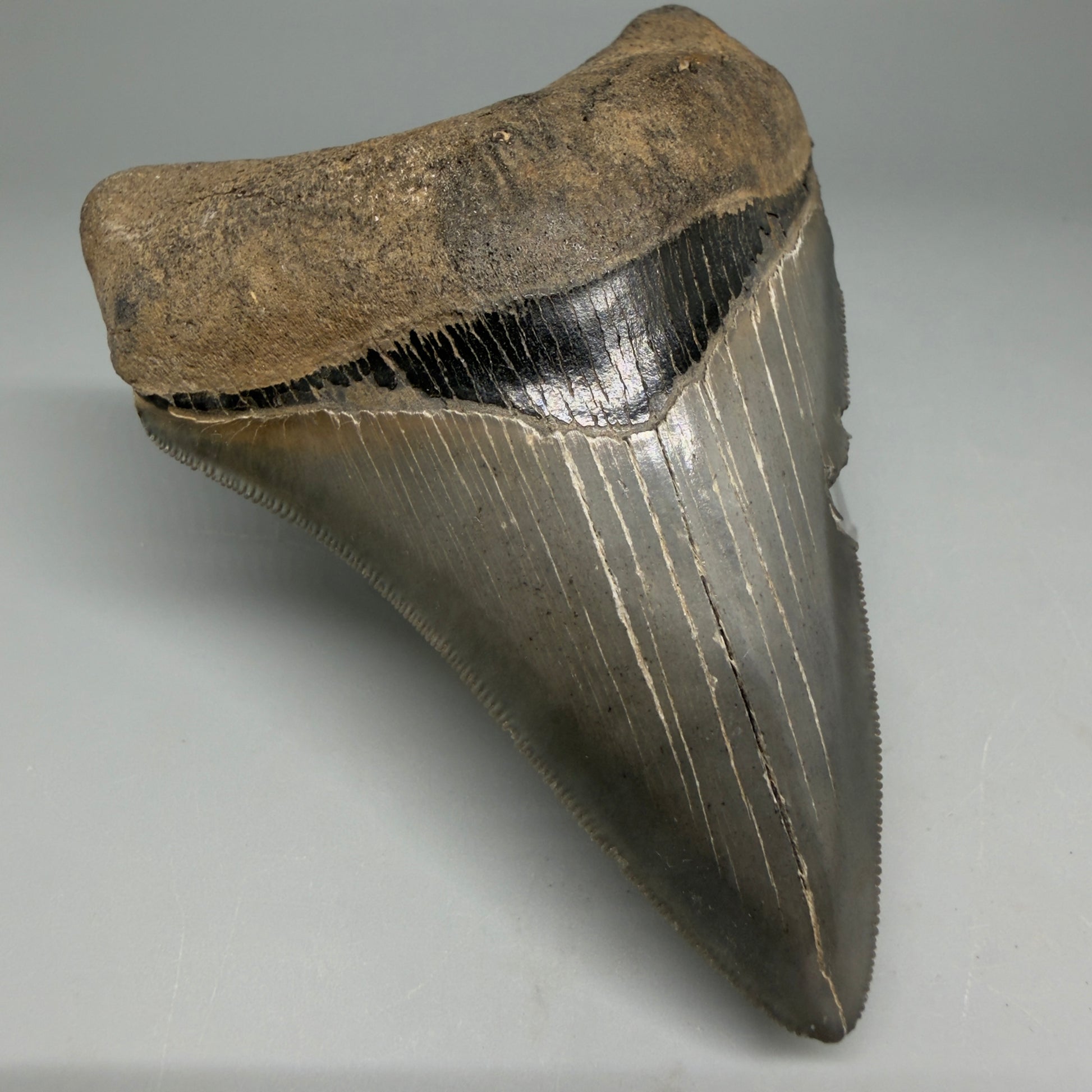 Front Left View Authentic Serrated 4.14" Megalodon Tooth from South Carolina – Great Shape CM6330