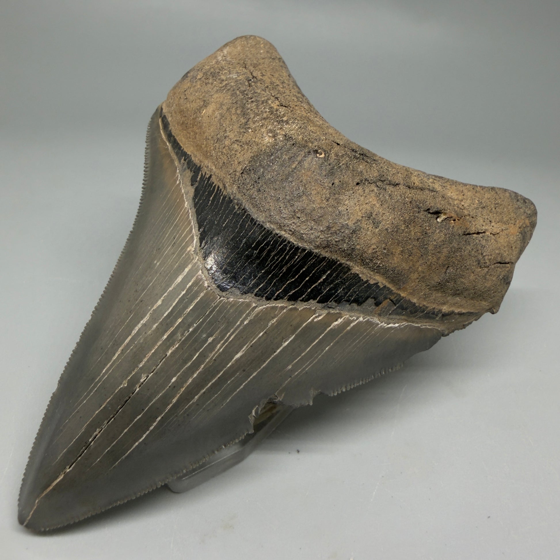Front Right View Authentic Serrated 4.14" Megalodon Tooth from South Carolina – Great Shape CM6330