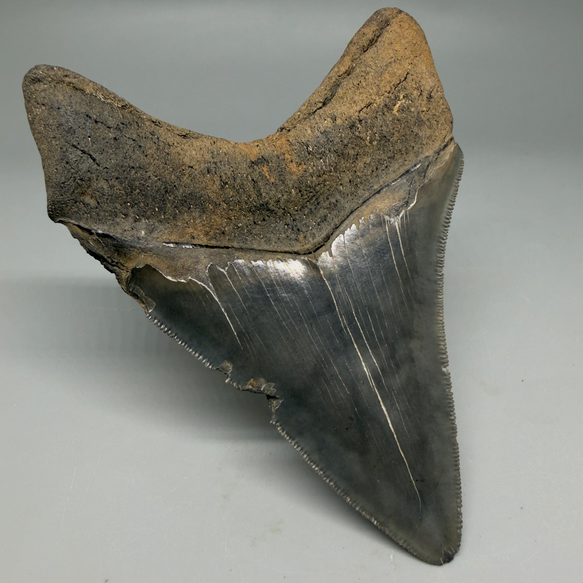 Back Left View Authentic Serrated 4.14" Megalodon Tooth from South Carolina – Great Shape CM6330