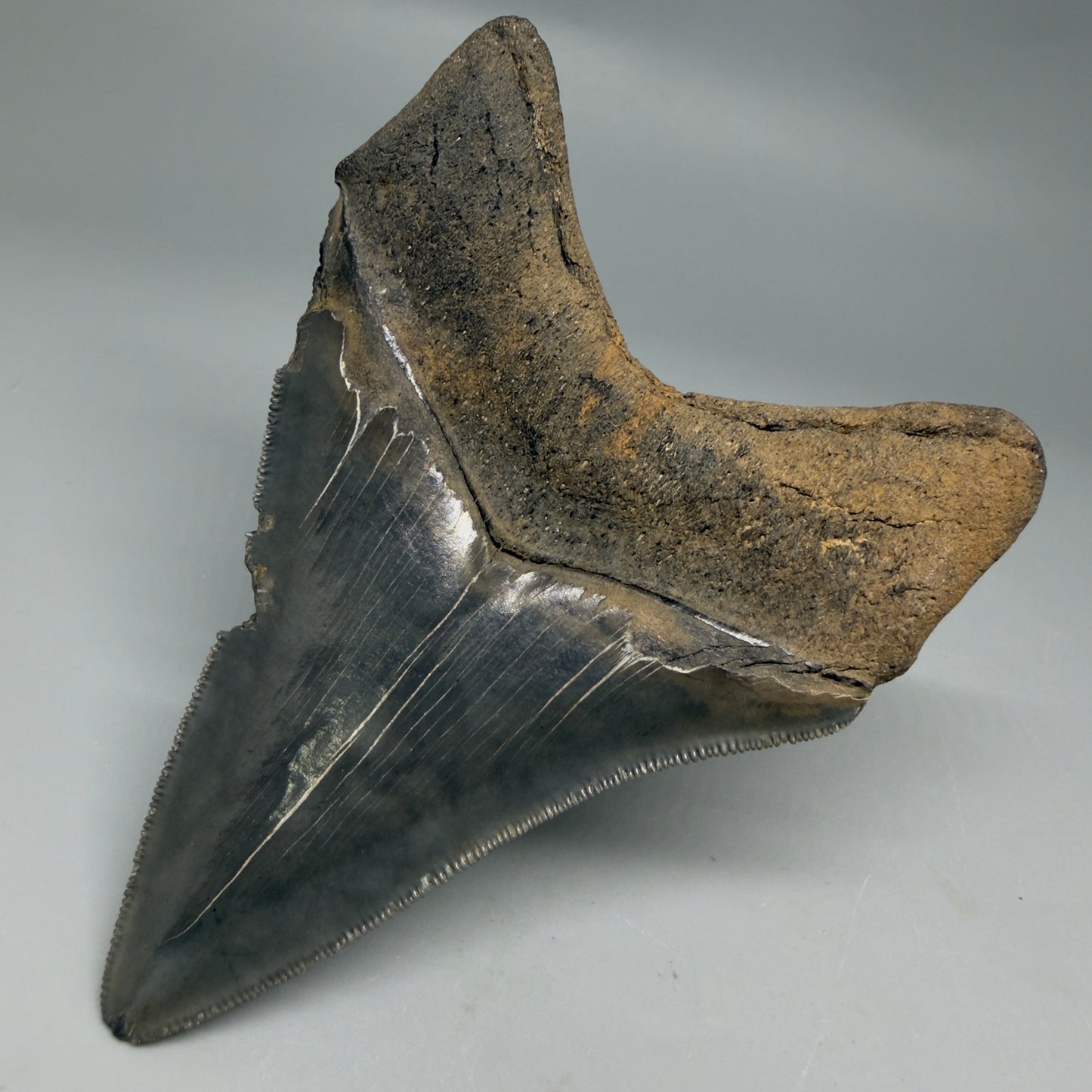 Back Right View Authentic Serrated 4.14" Megalodon Tooth from South Carolina – Great Shape CM6330