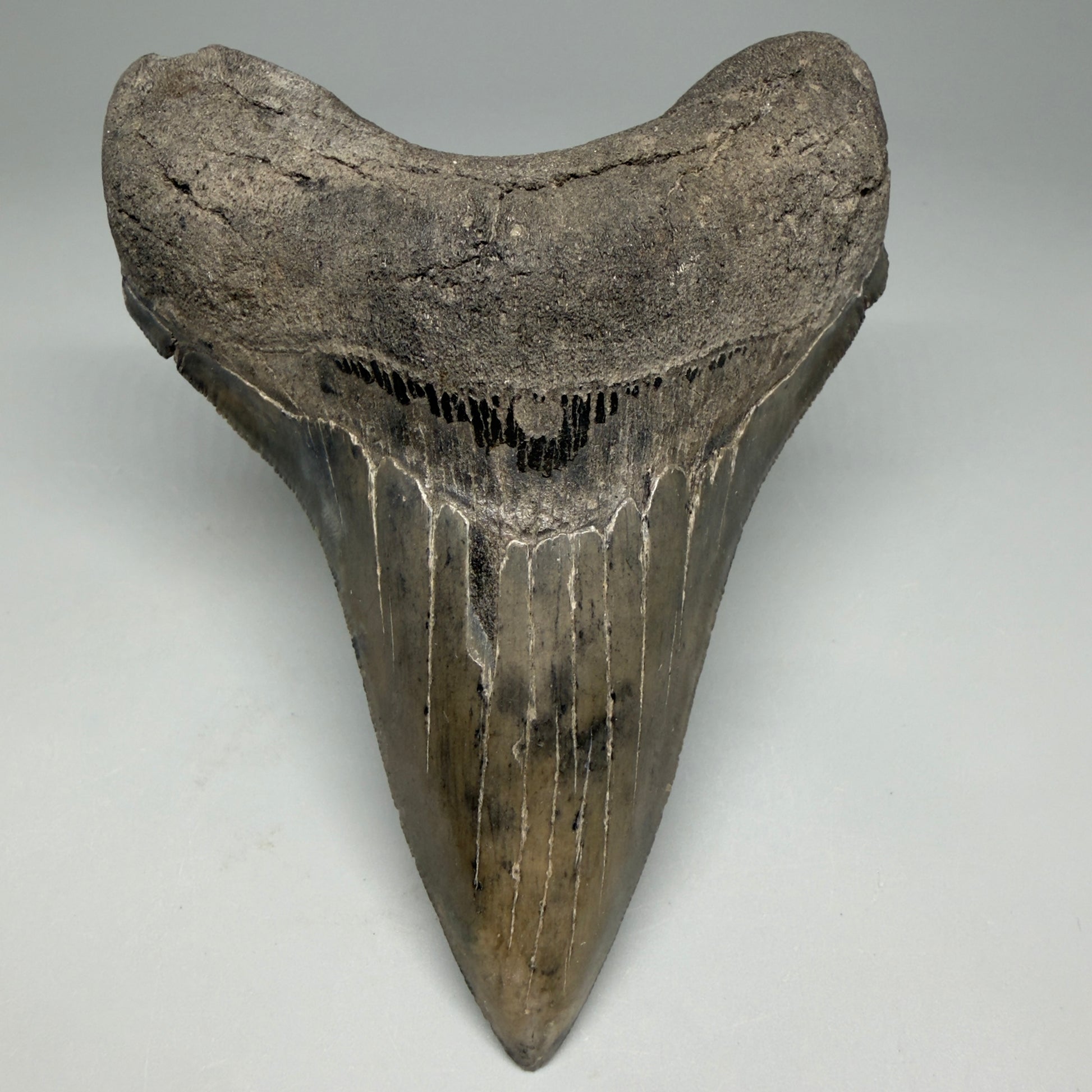 Front View Great Shape Complete Lower 4.52" Megalodon Tooth from South Carolina CM6334 - 1