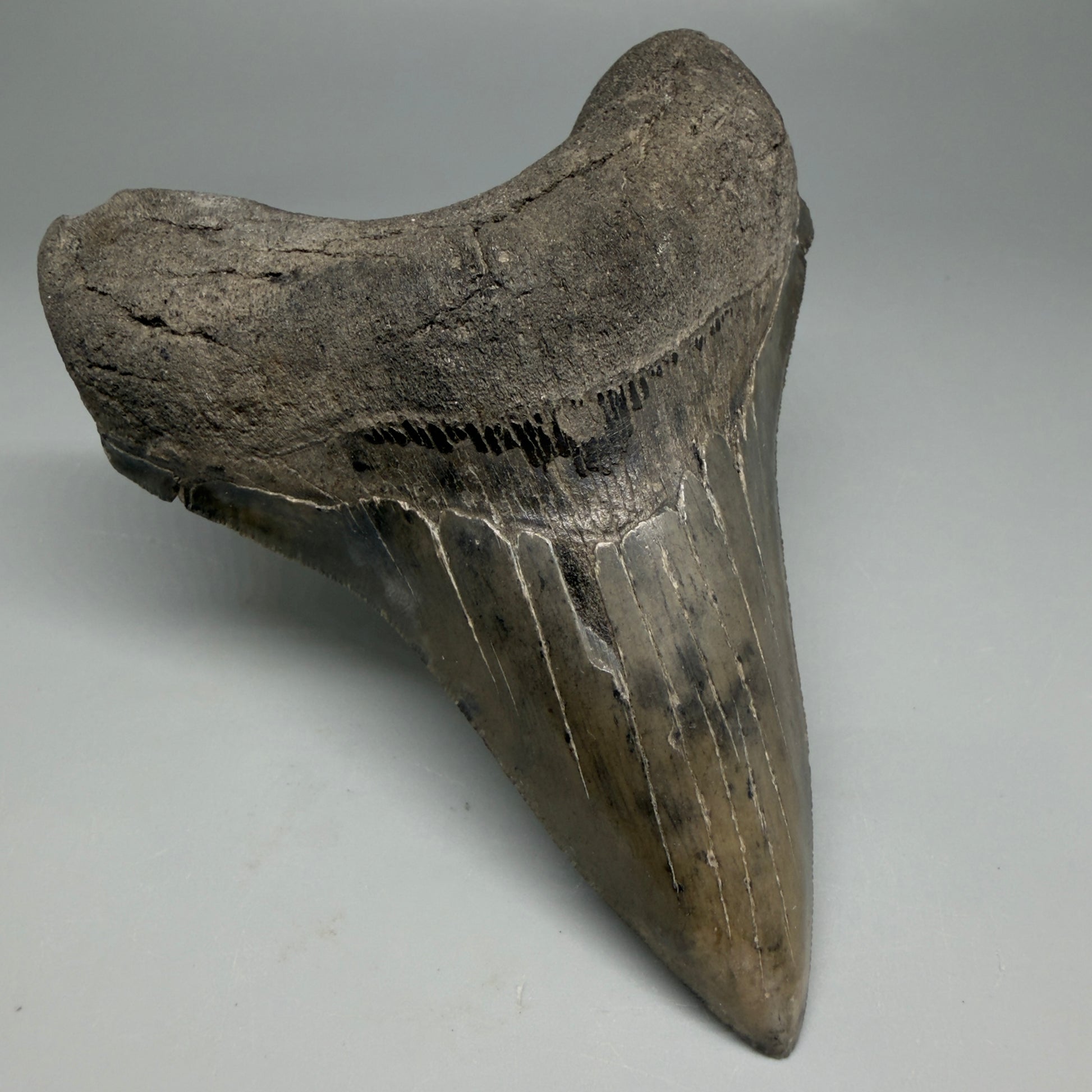 Front Left View Great Shape Complete Lower 4.52" Megalodon Tooth from South Carolina CM6334