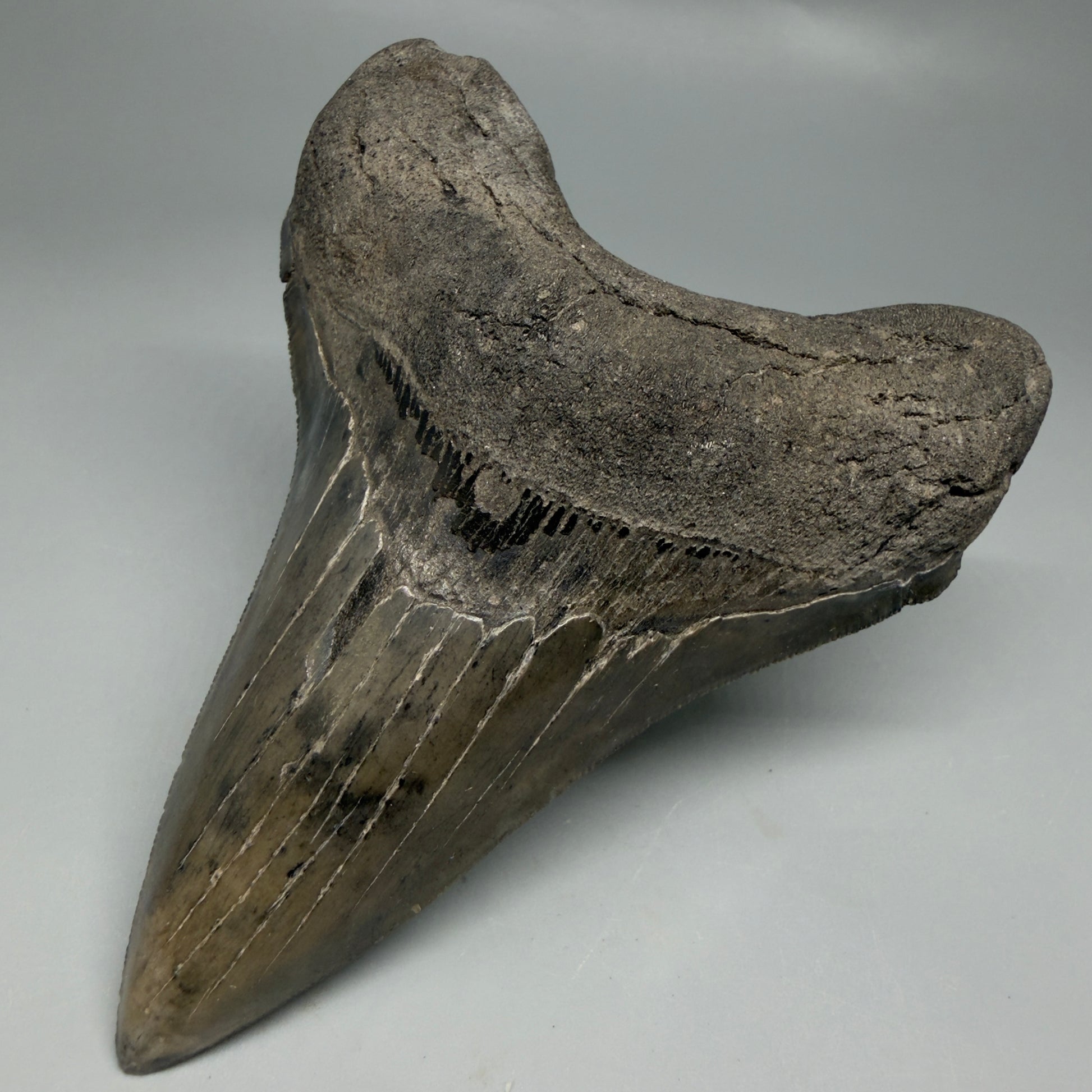 Front Right View Great Shape Complete Lower 4.52" Megalodon Tooth from South Carolina CM6334