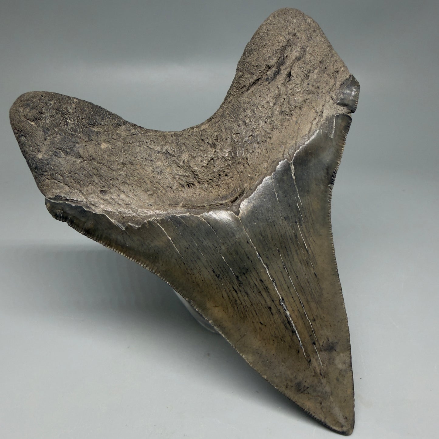 Back Left View Great Shape Complete Lower 4.52" Megalodon Tooth from South Carolina CM6334