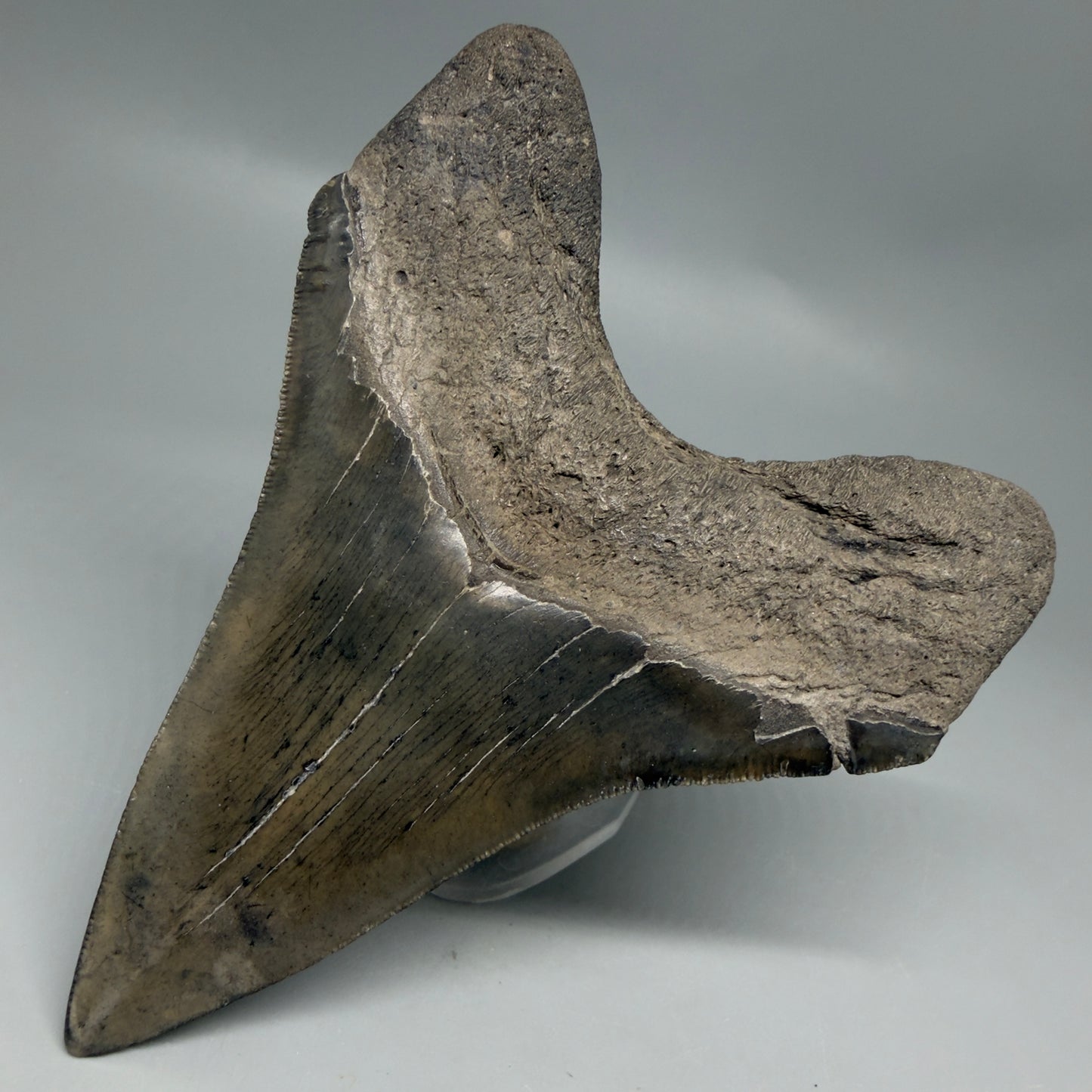 Back Right View Great Shape Complete Lower 4.52" Megalodon Tooth from South Carolina CM6334
