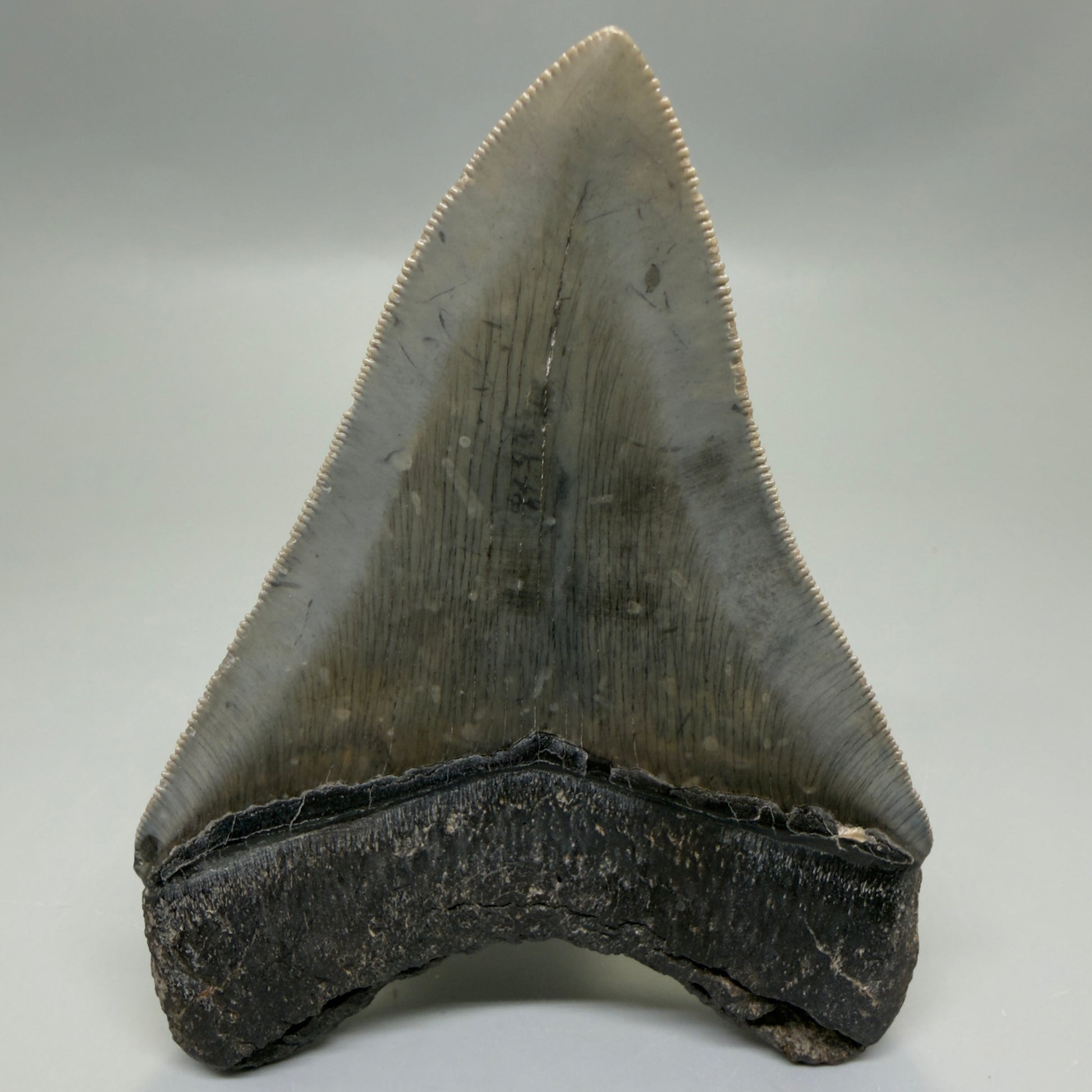 Back View Authentic Serrated 4.08" Megalodon Tooth from South Carolina – Great Shape CM6332