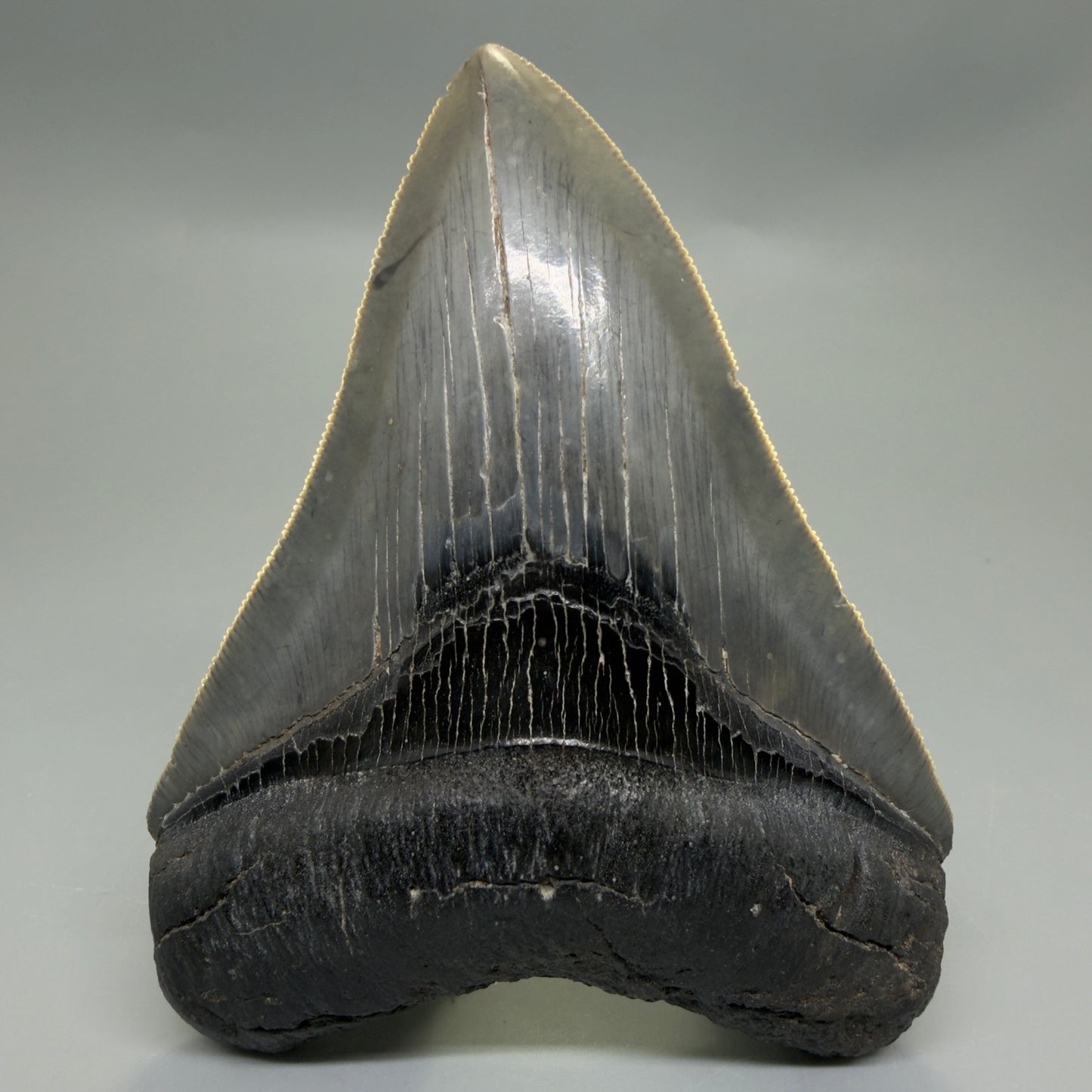 Front View Authentic Serrated 4.08" Megalodon Tooth from South Carolina – Great Shape CM6332 - 2