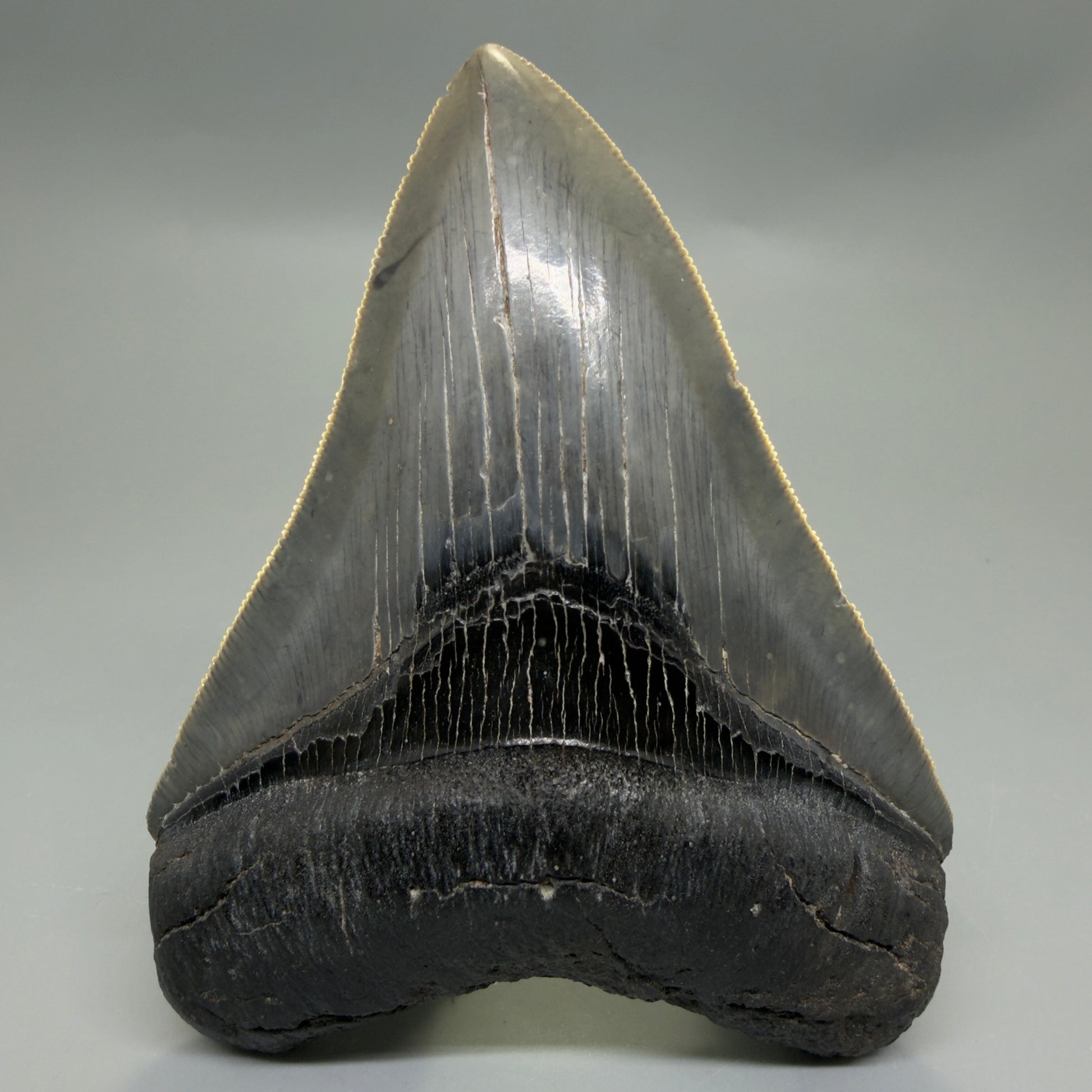 Front View Authentic Serrated 4.08" Megalodon Tooth from South Carolina – Great Shape CM6332 - 2