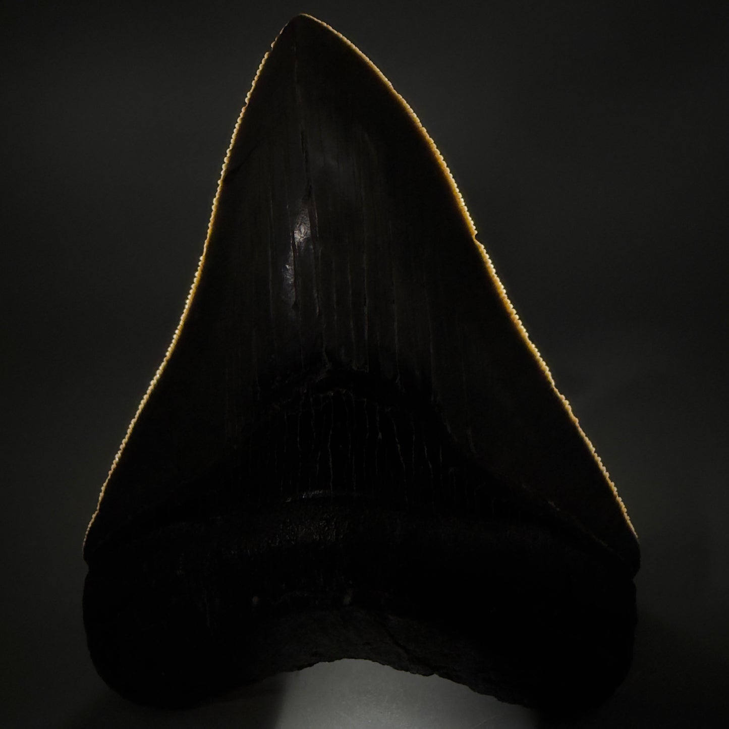 Front View Authentic Serrated 4.08" Megalodon Tooth from South Carolina – Great Shape CM6332 - 1