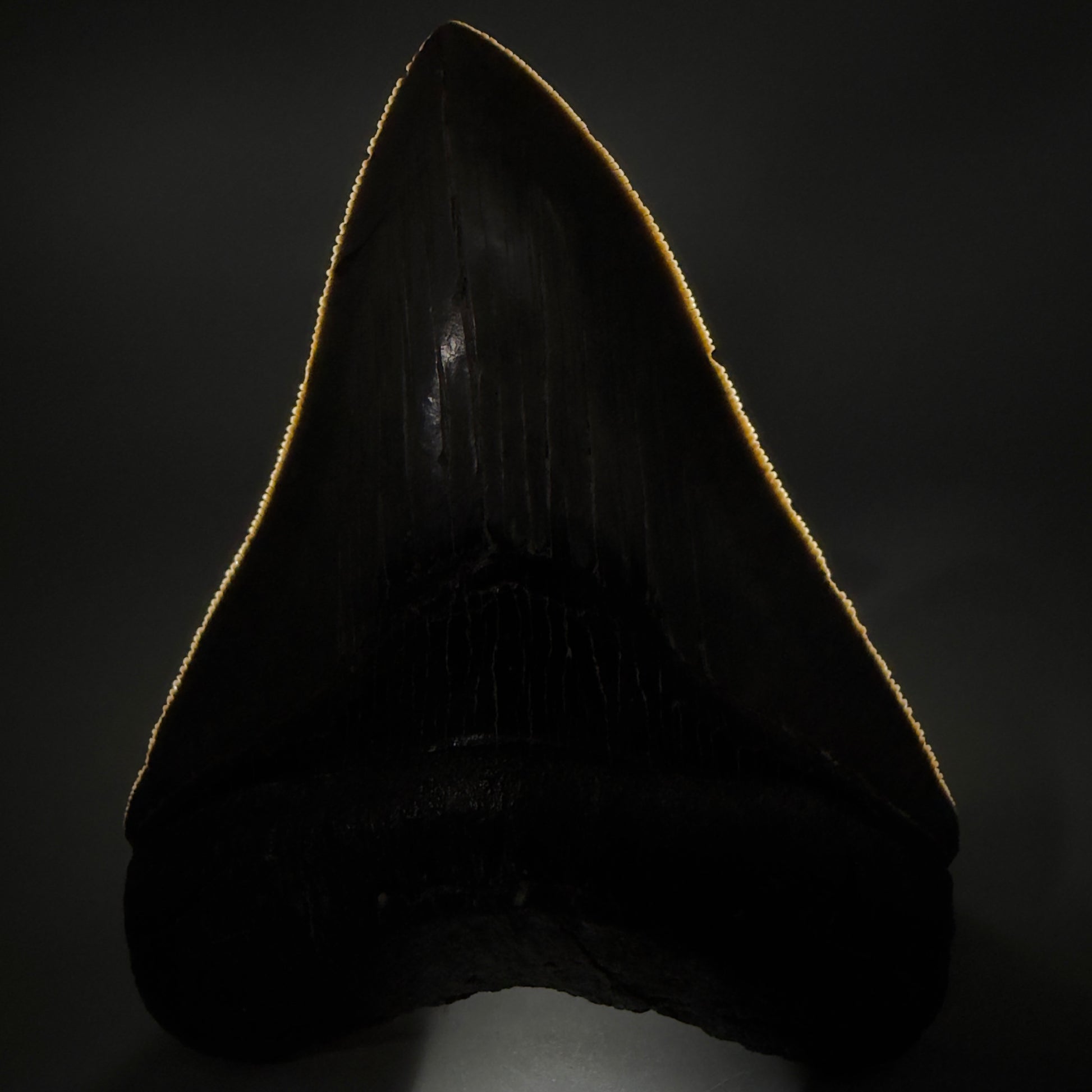 Front View Authentic Serrated 4.08" Megalodon Tooth from South Carolina – Great Shape CM6332 - 1