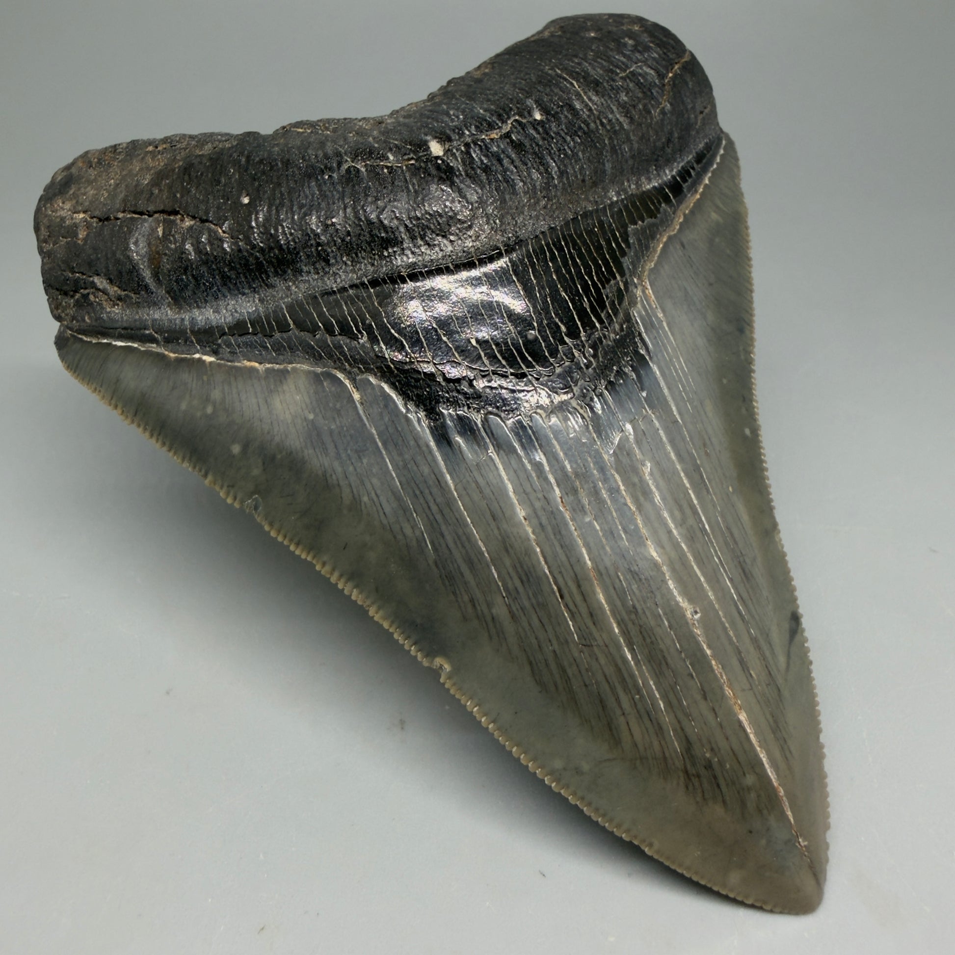 Front Left View Authentic Serrated 4.08" Megalodon Tooth from South Carolina – Great Shape CM6332