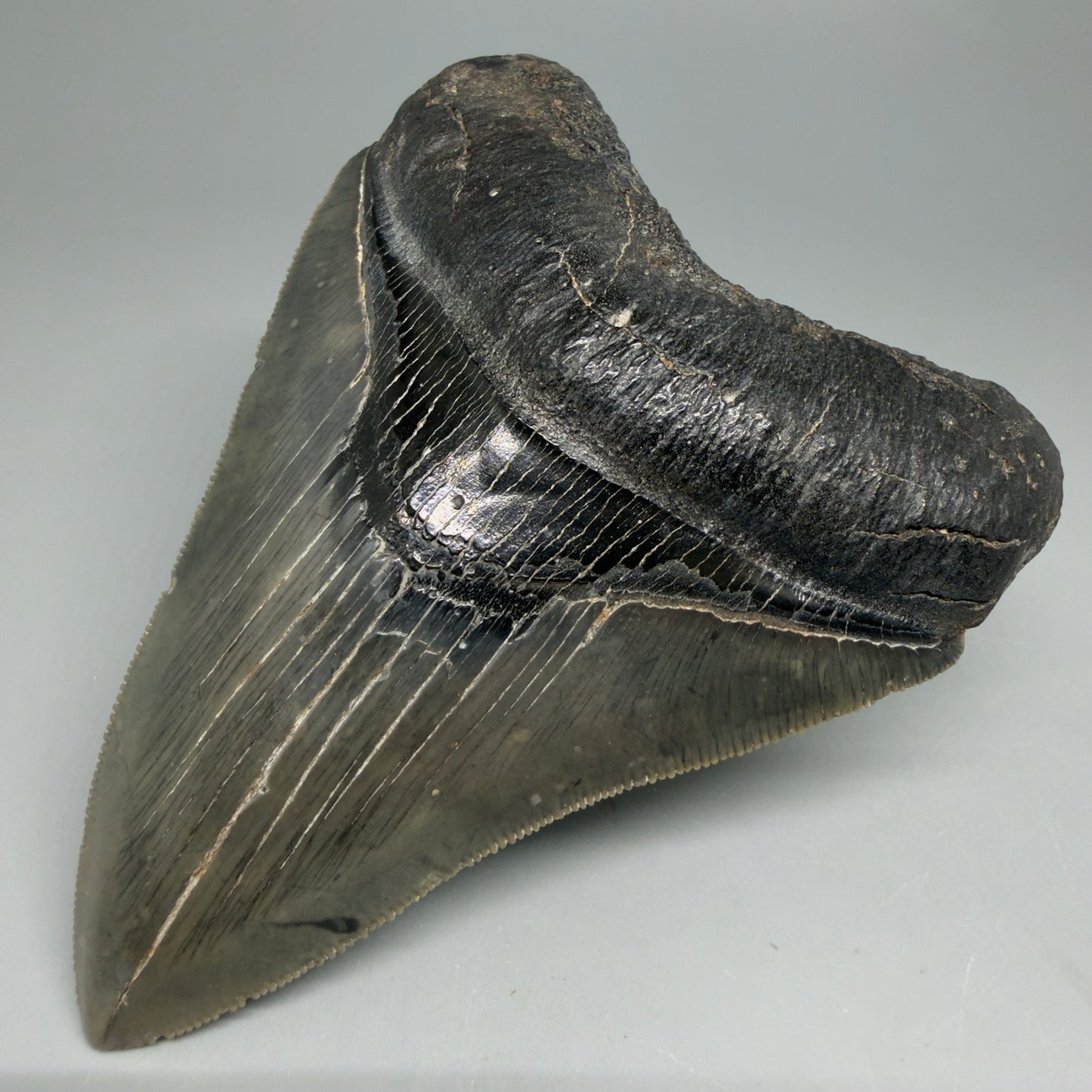 Front Right View Authentic Serrated 4.08" Megalodon Tooth from South Carolina – Great Shape CM6332