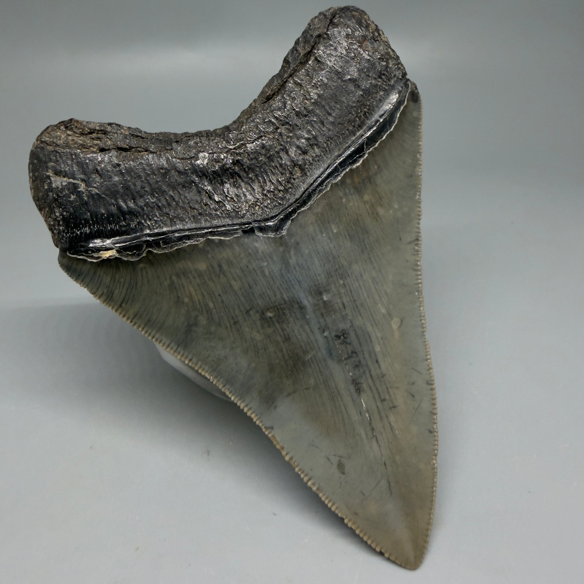 Back Left View Authentic Serrated 4.08" Megalodon Tooth from South Carolina – Great Shape CM6332