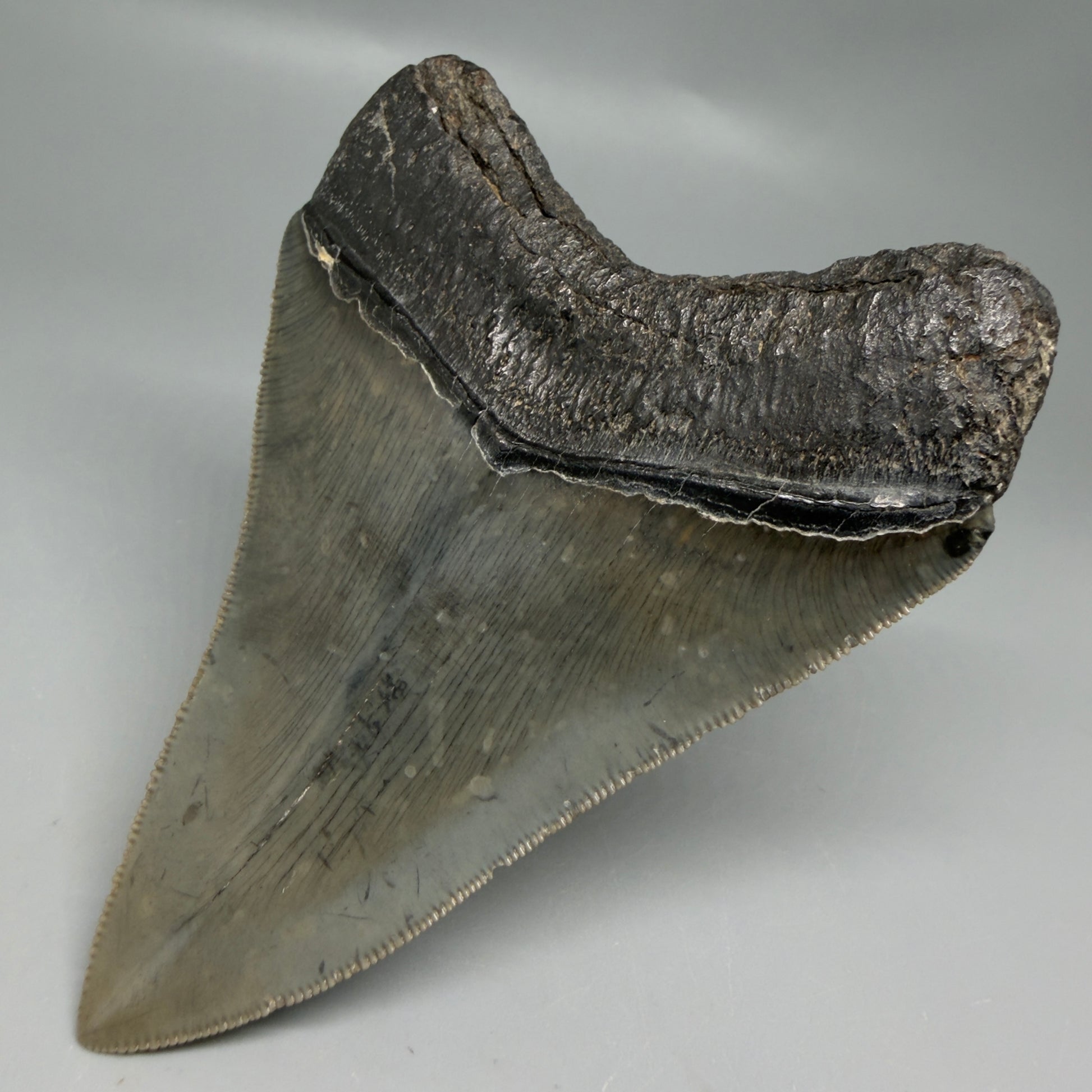 Back Right View Authentic Serrated 4.08" Megalodon Tooth from South Carolina – Great Shape CM6332