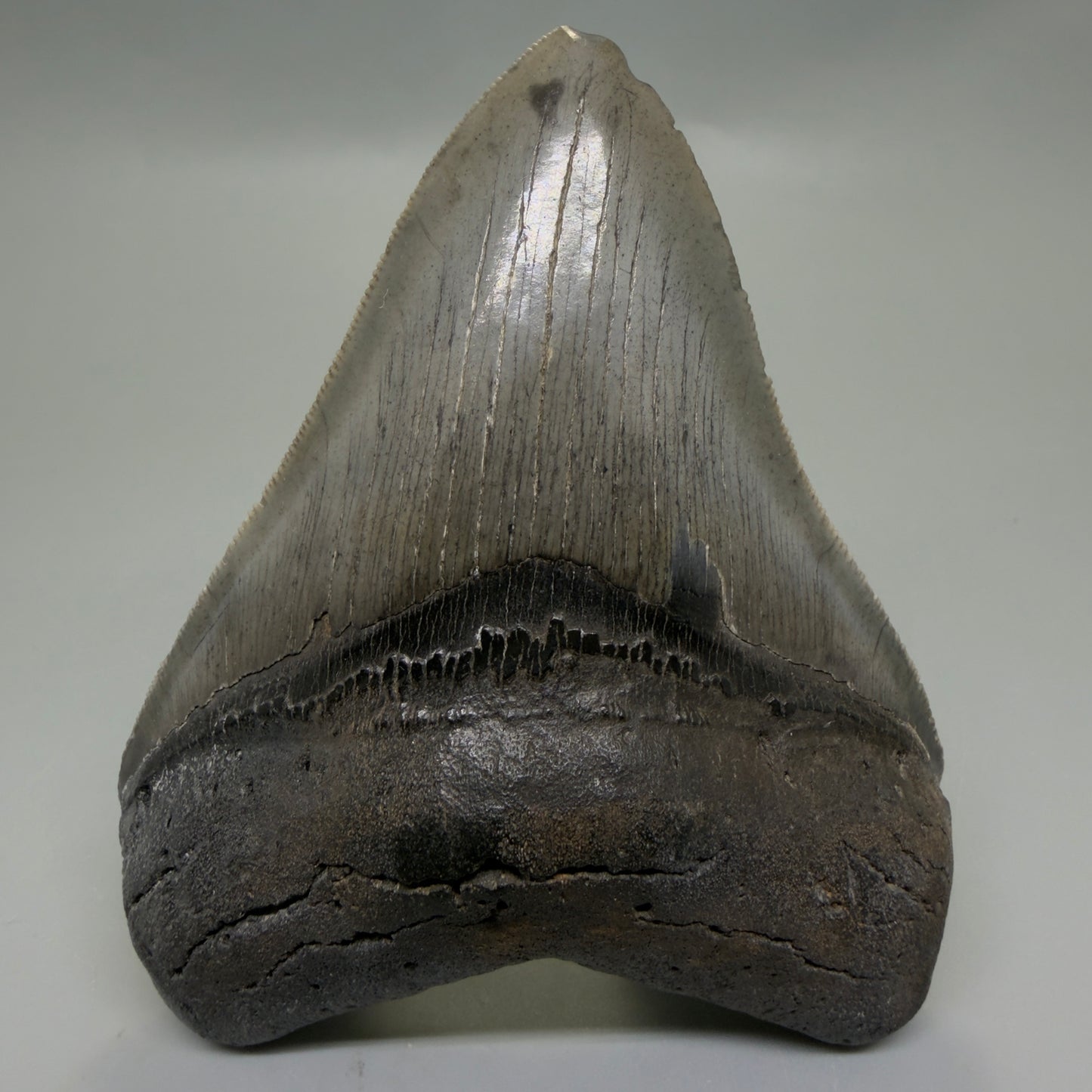 Front View Authentic Serrated 4.12" Megalodon Tooth from South Carolina – Great Shape CM6331 - 3