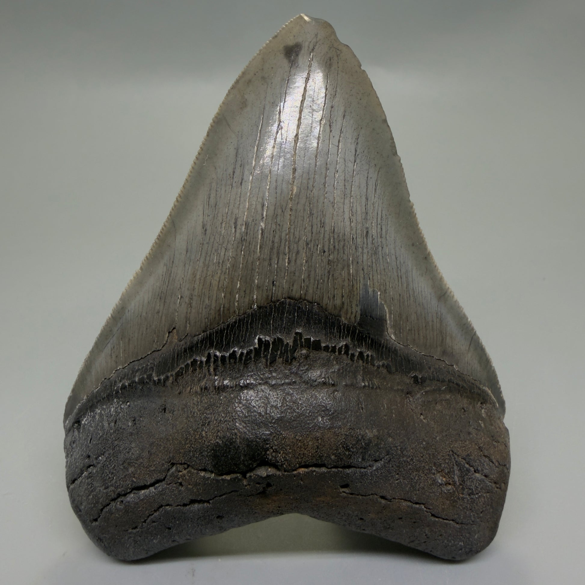 Front View Authentic Serrated 4.12" Megalodon Tooth from South Carolina – Great Shape CM6331 - 3