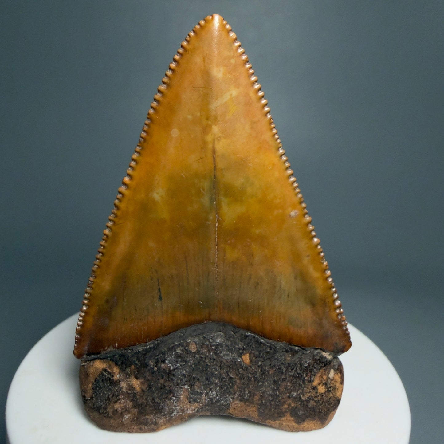 Back View Outstanding large size, sharply serrated 2.53" Fossil Great White Tooth for Sale GW1239