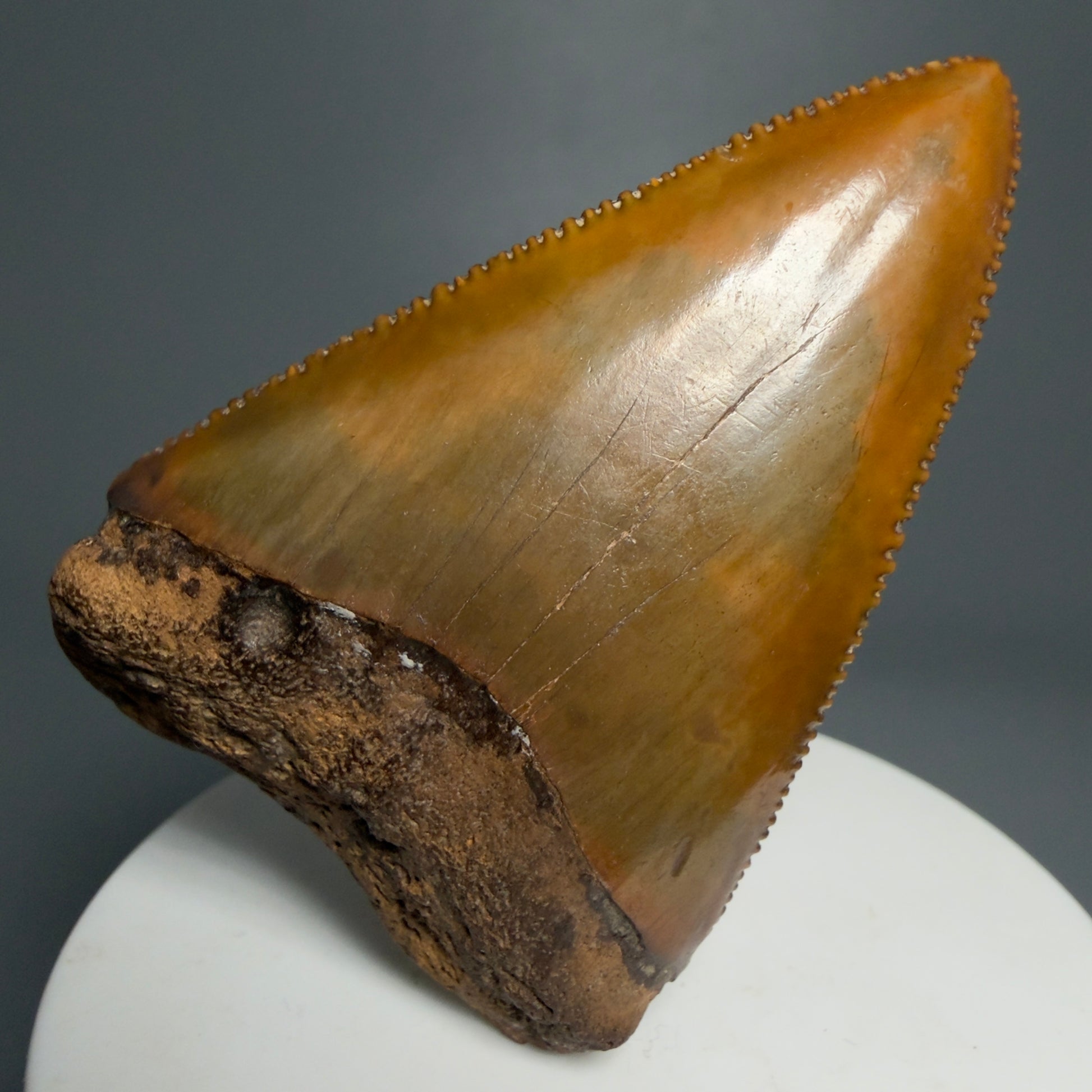 Front View Outstanding large size, sharply serrated 2.53" Fossil Great White Tooth for Sale GW1239 - 1