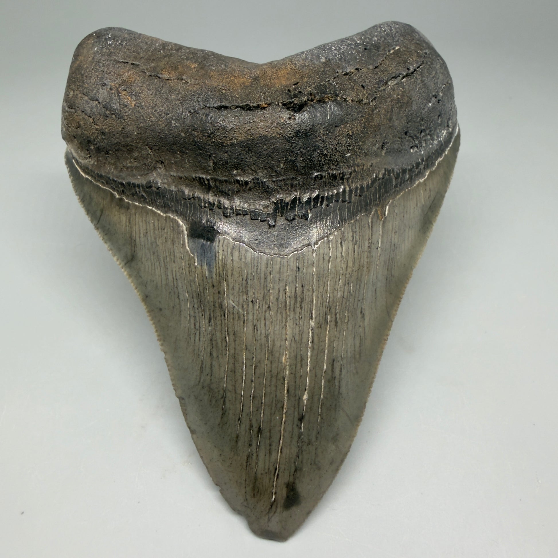 Front View Authentic Serrated 4.12" Megalodon Tooth from South Carolina – Great Shape CM6331 - 1