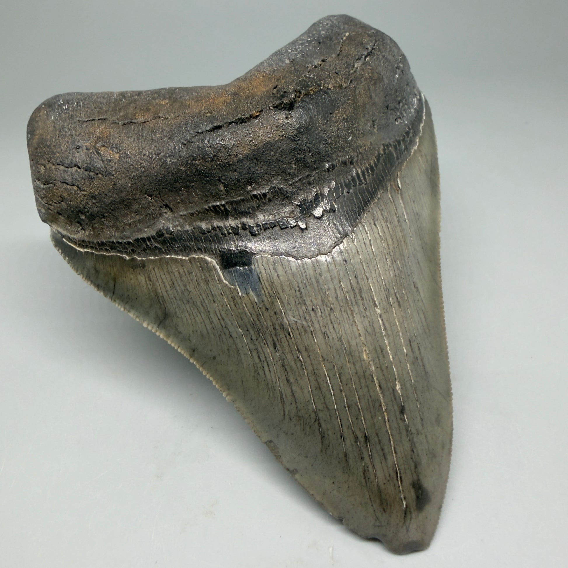 Front Left View Authentic Serrated 4.12" Megalodon Tooth from South Carolina – Great Shape CM6331