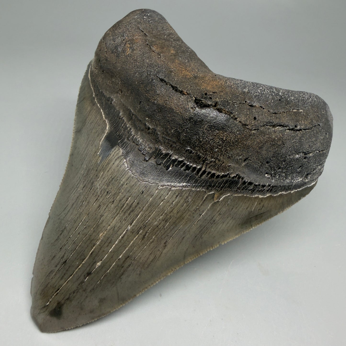 Front Right View Authentic Serrated 4.12" Megalodon Tooth from South Carolina – Great Shape CM6331
