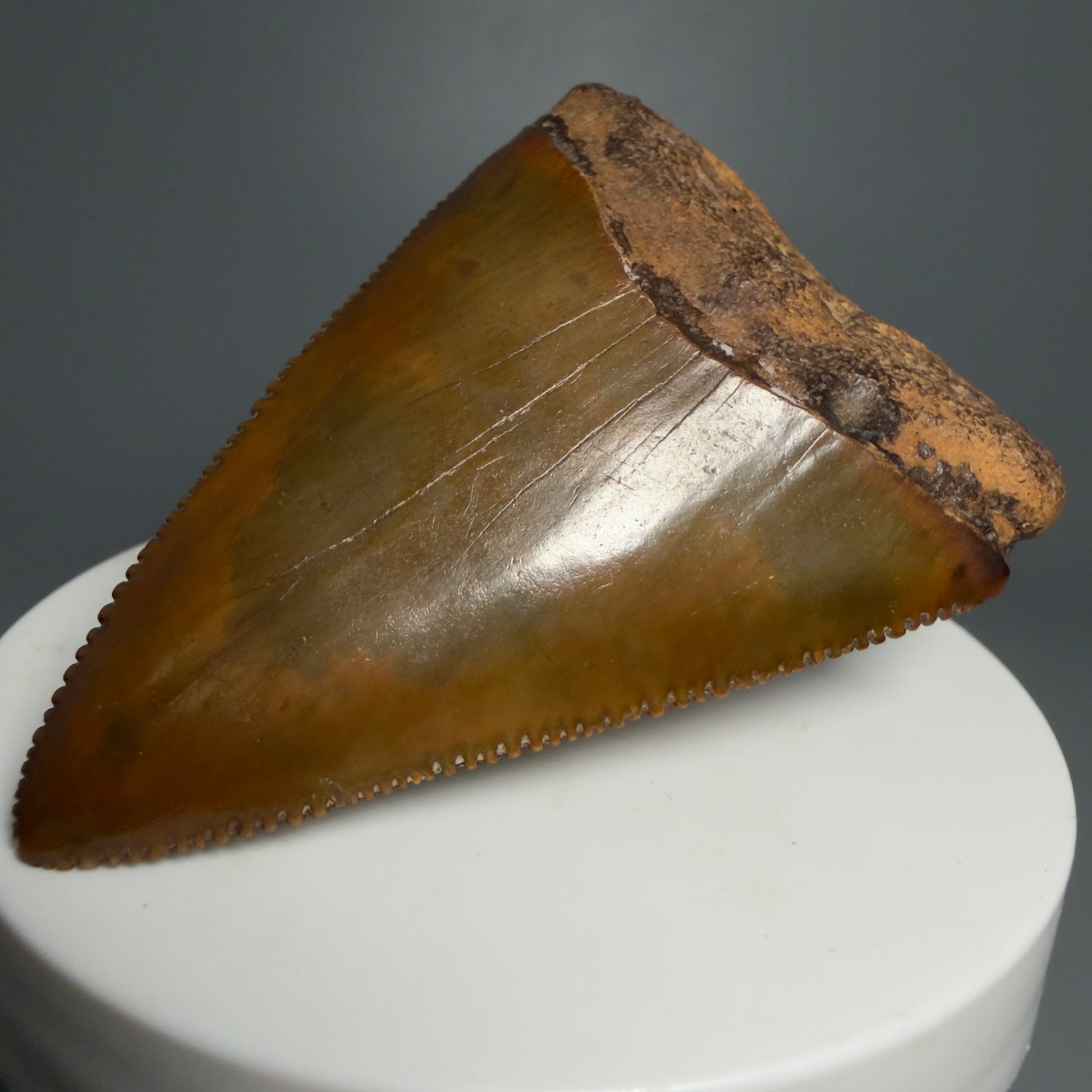 Front Right View Outstanding large size, sharply serrated 2.53" Fossil Great White Tooth for Sale GW1239 