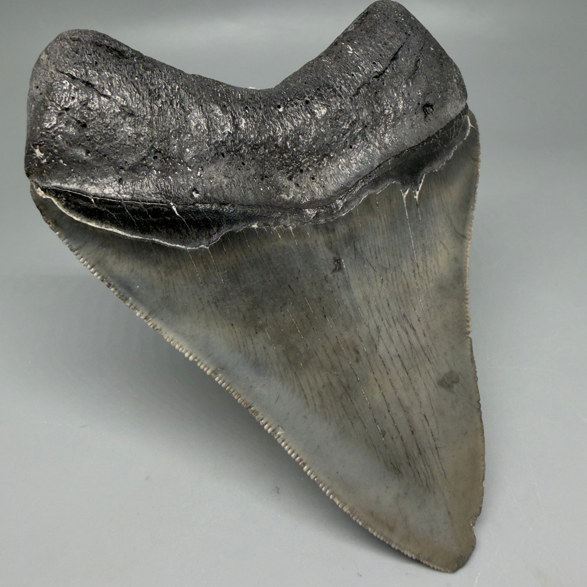 Back Left View Authentic Serrated 4.12" Megalodon Tooth from South Carolina – Great Shape CM6331
