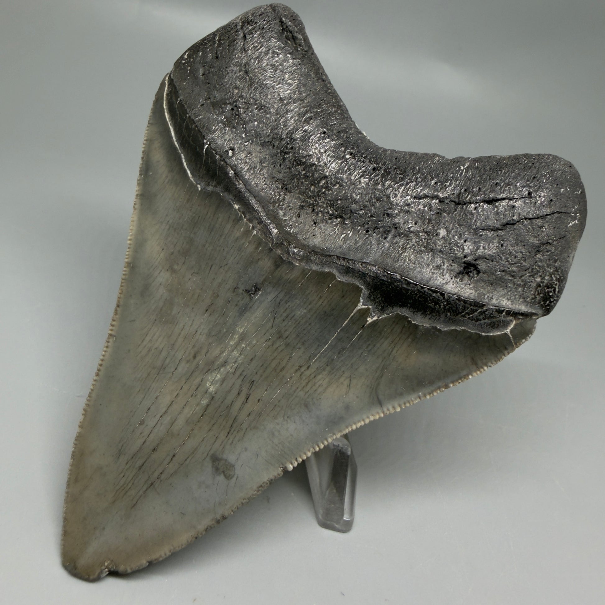 Back Right View Authentic Serrated 4.12" Megalodon Tooth from South Carolina – Great Shape CM6331