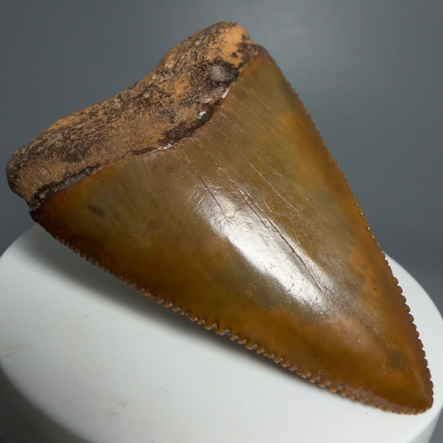 Front Left View Outstanding large size, sharply serrated 2.53" Fossil Great White Tooth for Sale GW1239
