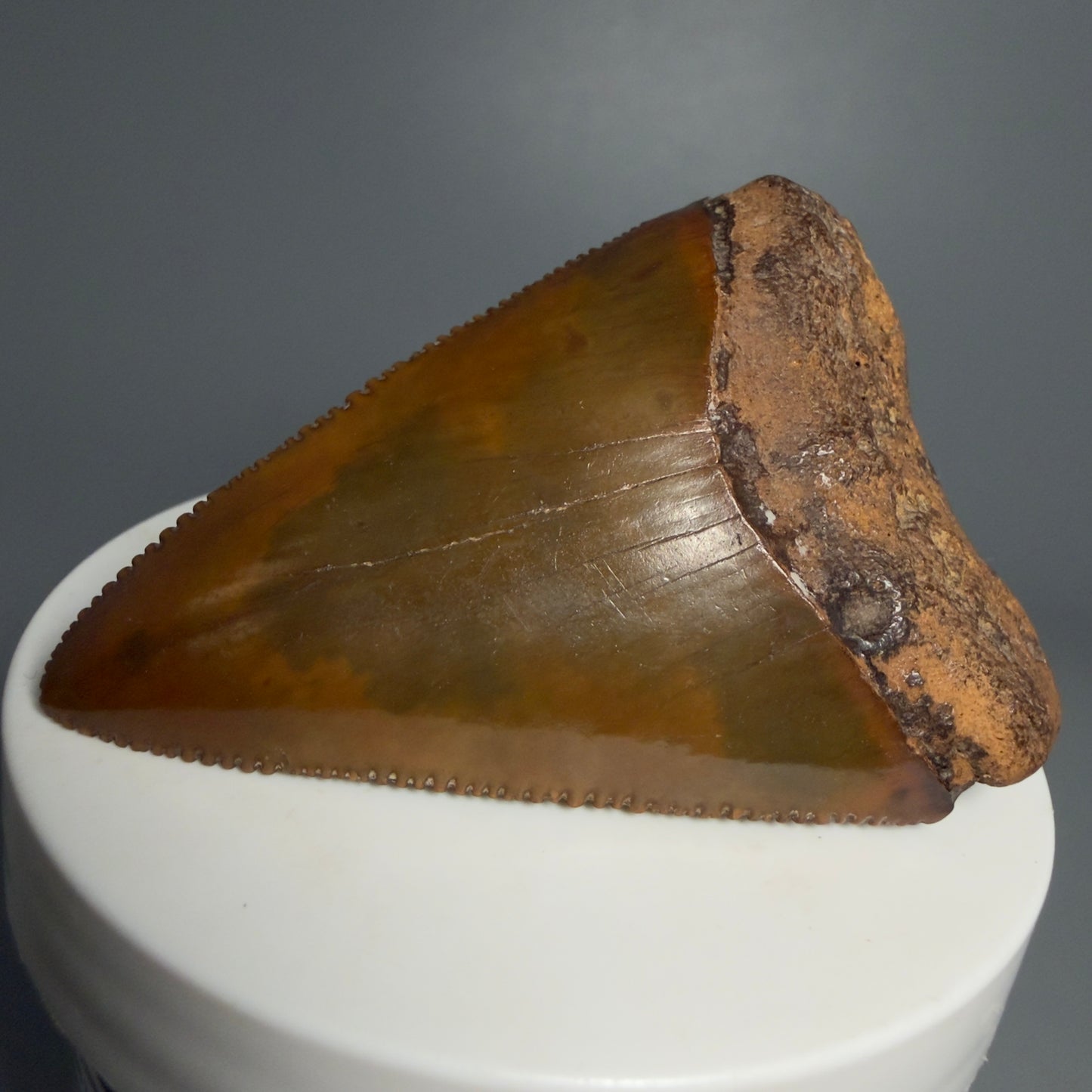 Front Right View Outstanding large size, sharply serrated 2.53" Fossil Great White Tooth for Sale GW1239