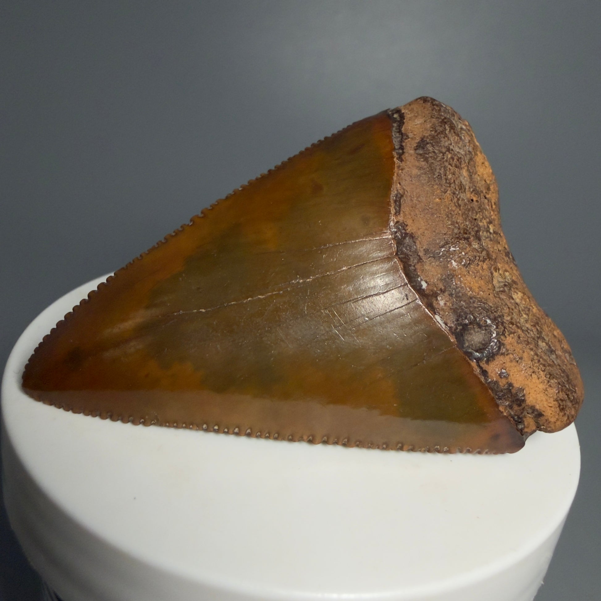 Front Right View Outstanding large size, sharply serrated 2.53" Fossil Great White Tooth for Sale GW1239