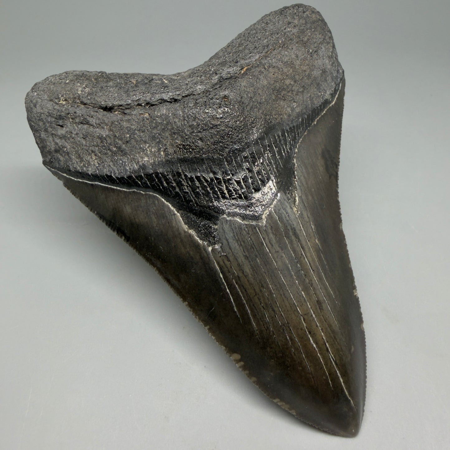Front Left View Authentic Serrated 4.27" Megalodon Tooth from South Carolina – Great Shape CM6333