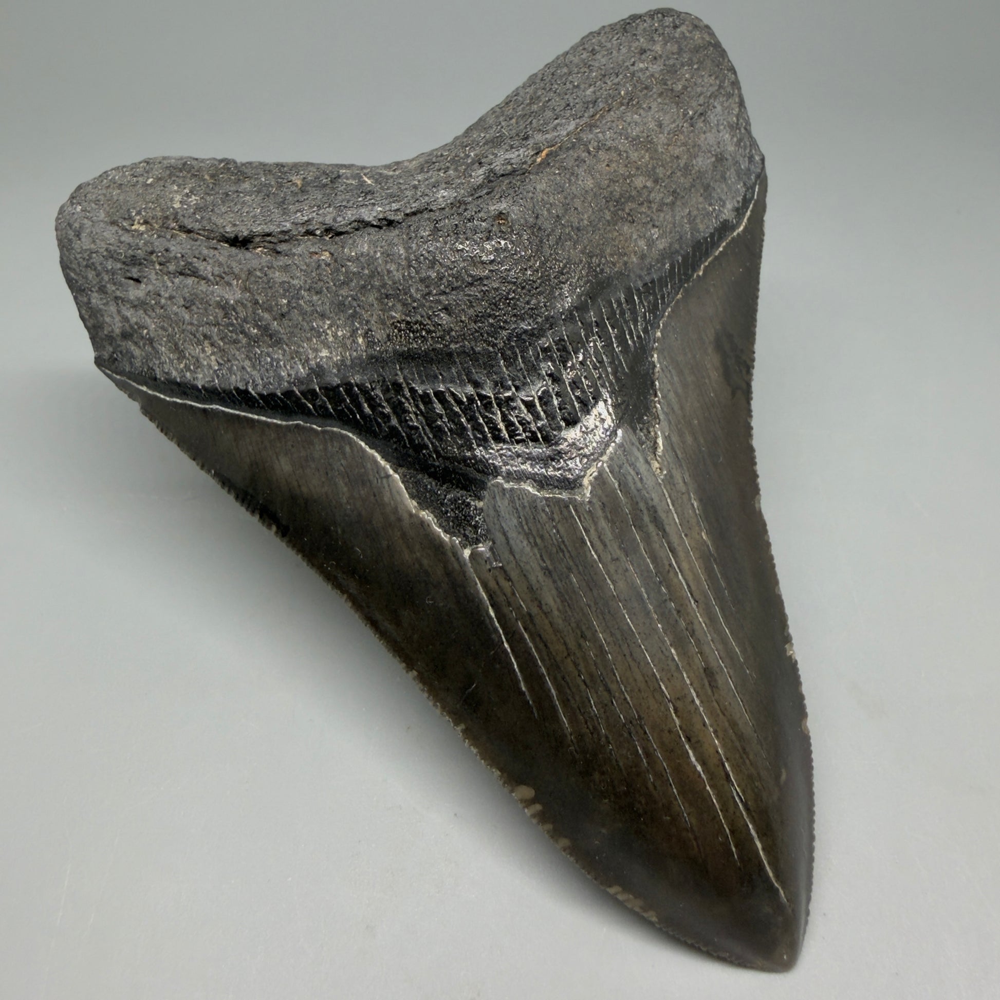 Front Left View Authentic Serrated 4.27" Megalodon Tooth from South Carolina – Great Shape CM6333