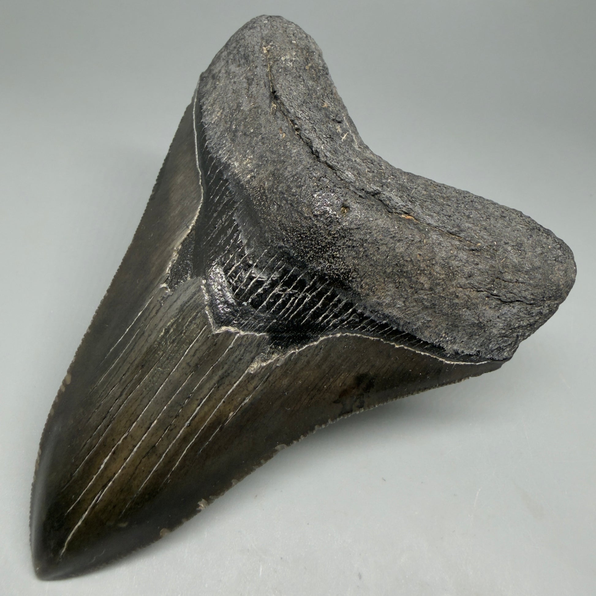 Front Right View Authentic Serrated 4.27" Megalodon Tooth from South Carolina – Great Shape CM6333