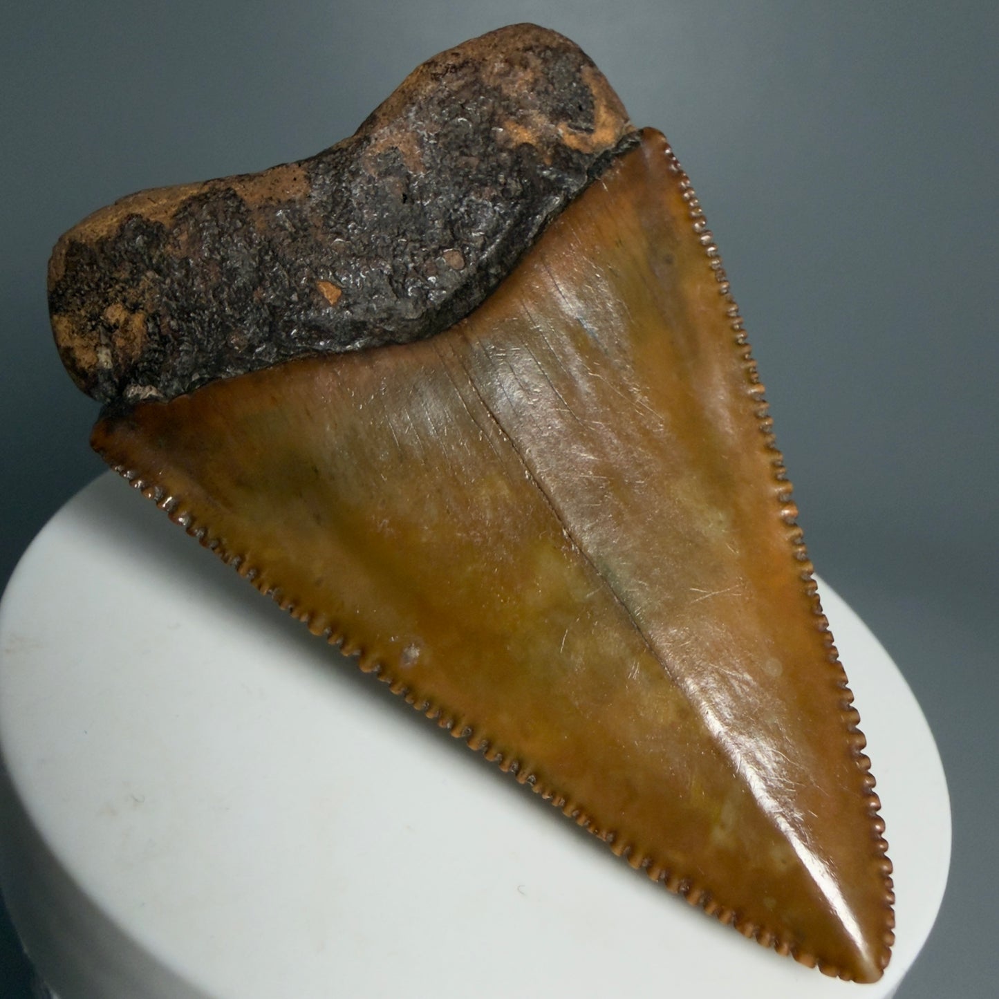 Back Left View Outstanding large size, sharply serrated 2.53" Fossil Great White Tooth for Sale GW1239