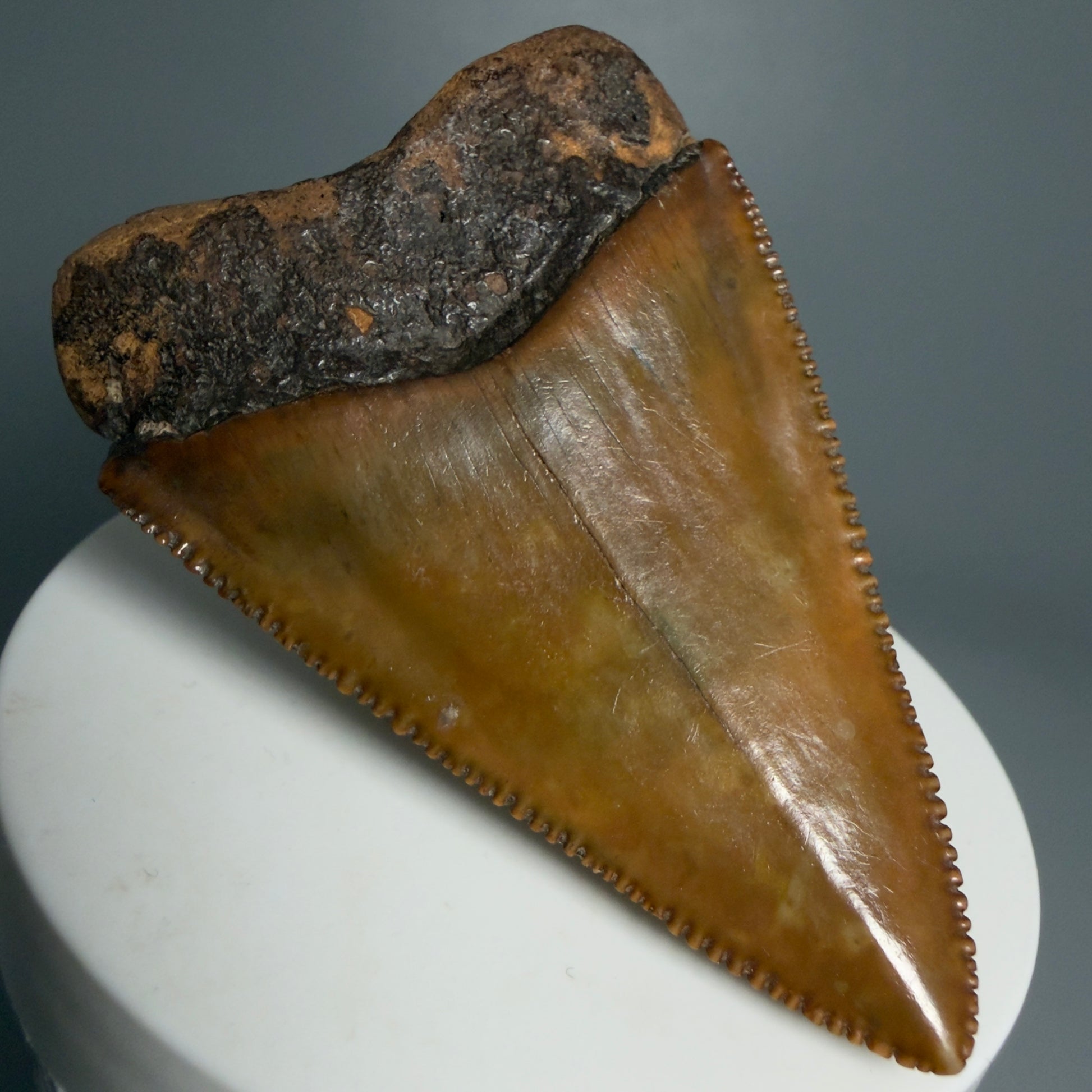Back Left View Outstanding large size, sharply serrated 2.53" Fossil Great White Tooth for Sale GW1239